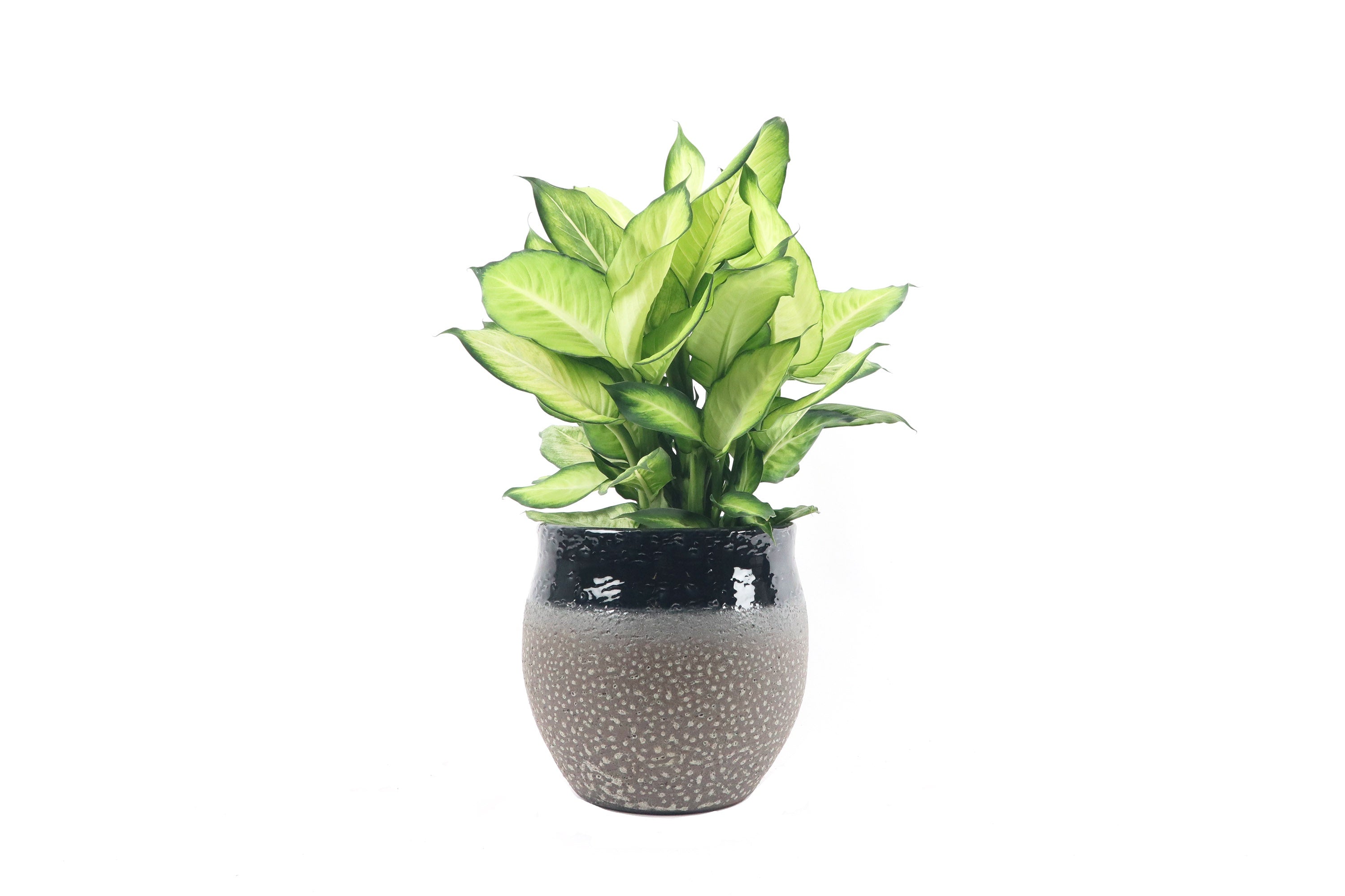 dieffenbachia summer Dieffenbachia seguine 'Summer Style' – Conservatory Archives