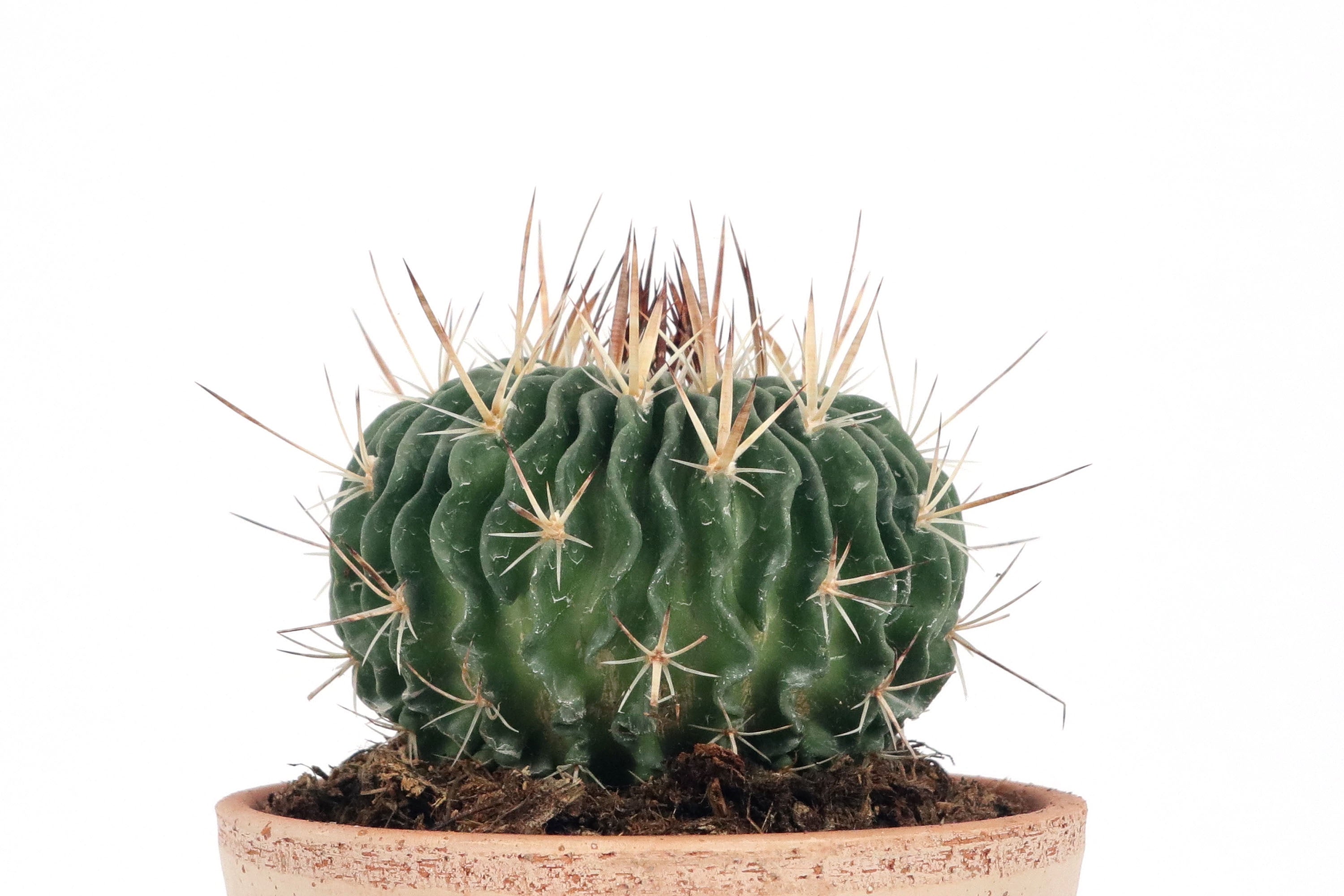 Stenocactus (Echinofossulocactus) multicostatus – Conservatory