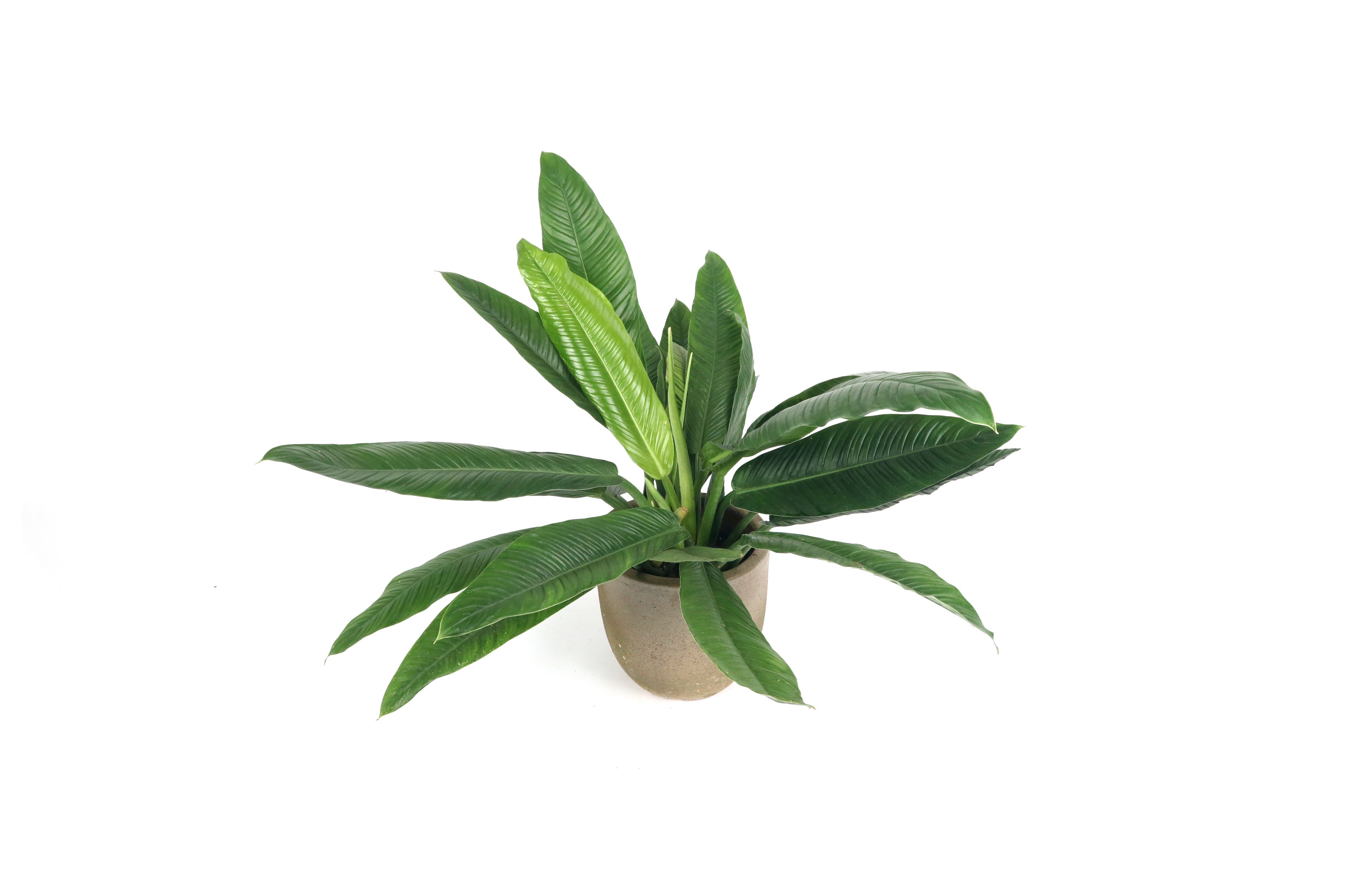 Philodendron campii 'Lynette' – Conservatory Archives