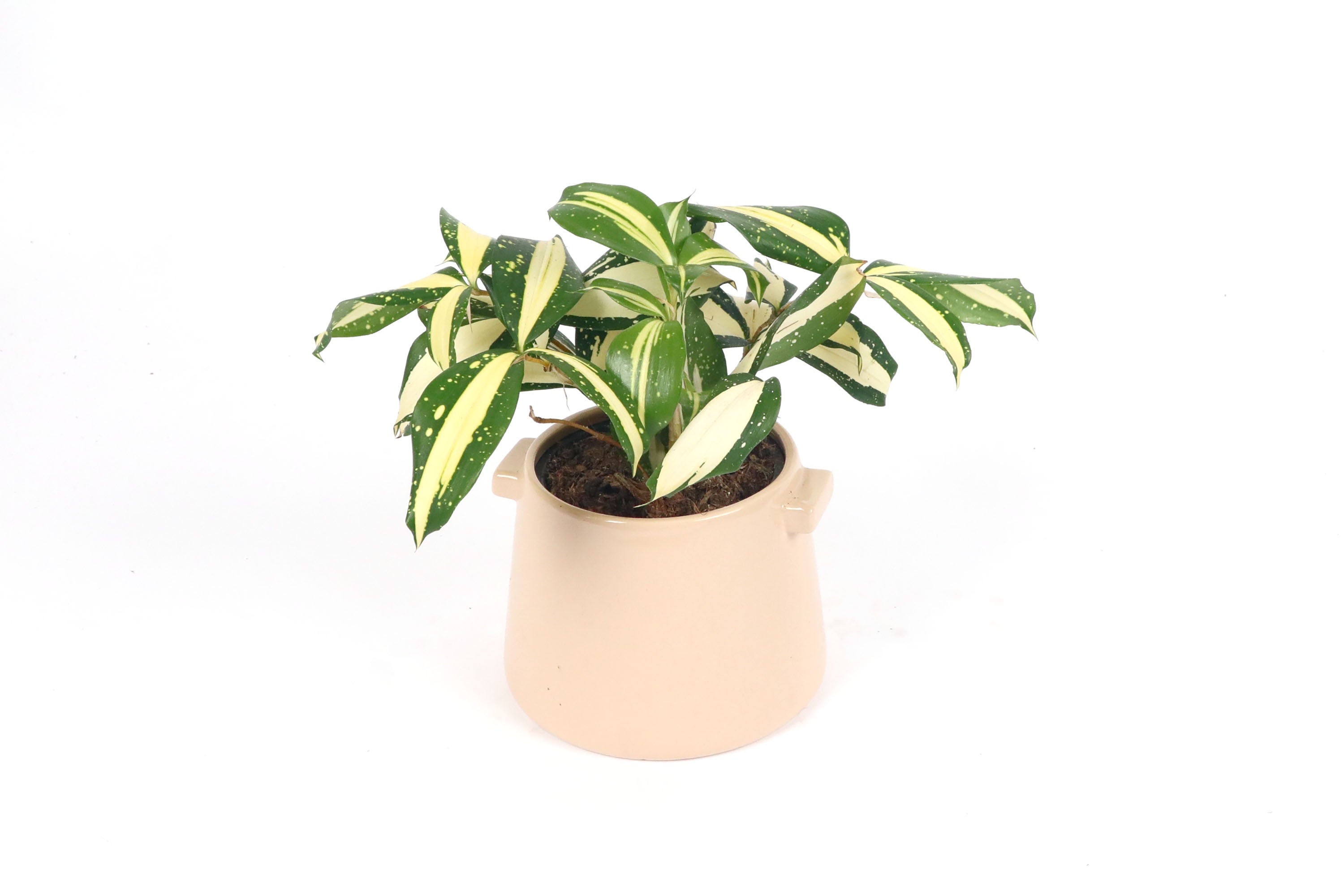 Dracaena surculosa 'Milky Way' – Conservatory Archives