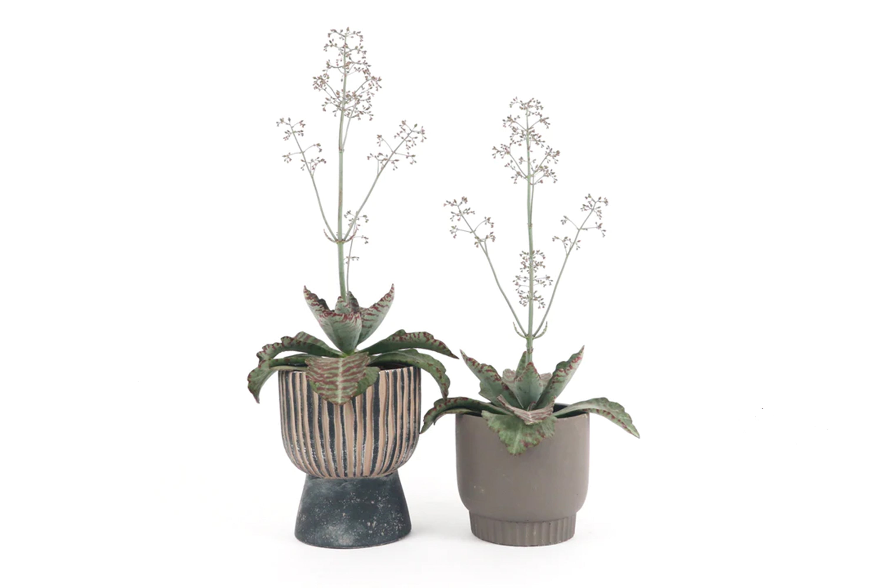 desert surprise succulent care Kalanchoe humilis cv. 'Desert Surprise' – Conservatory Archives