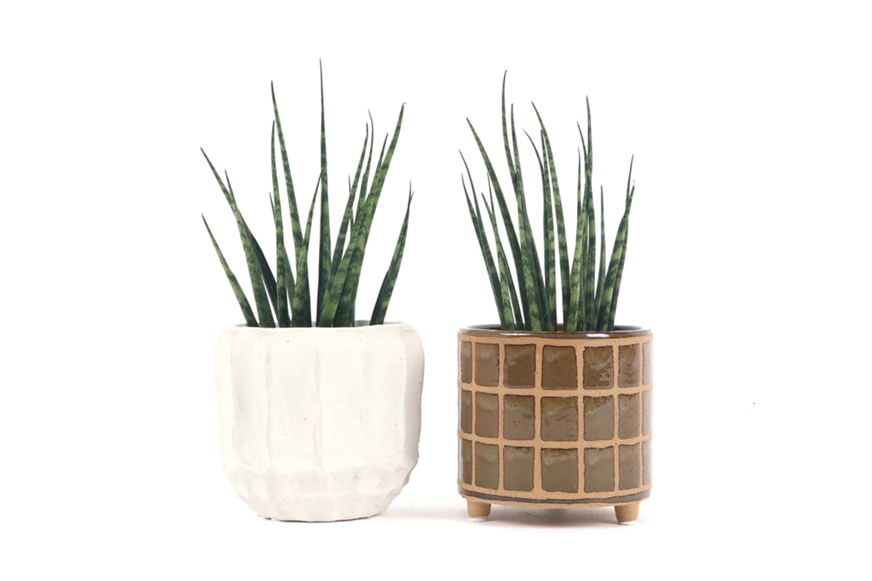 Dracaena (Sansevieria) fernwood 'Mikado' – Conservatory Archives