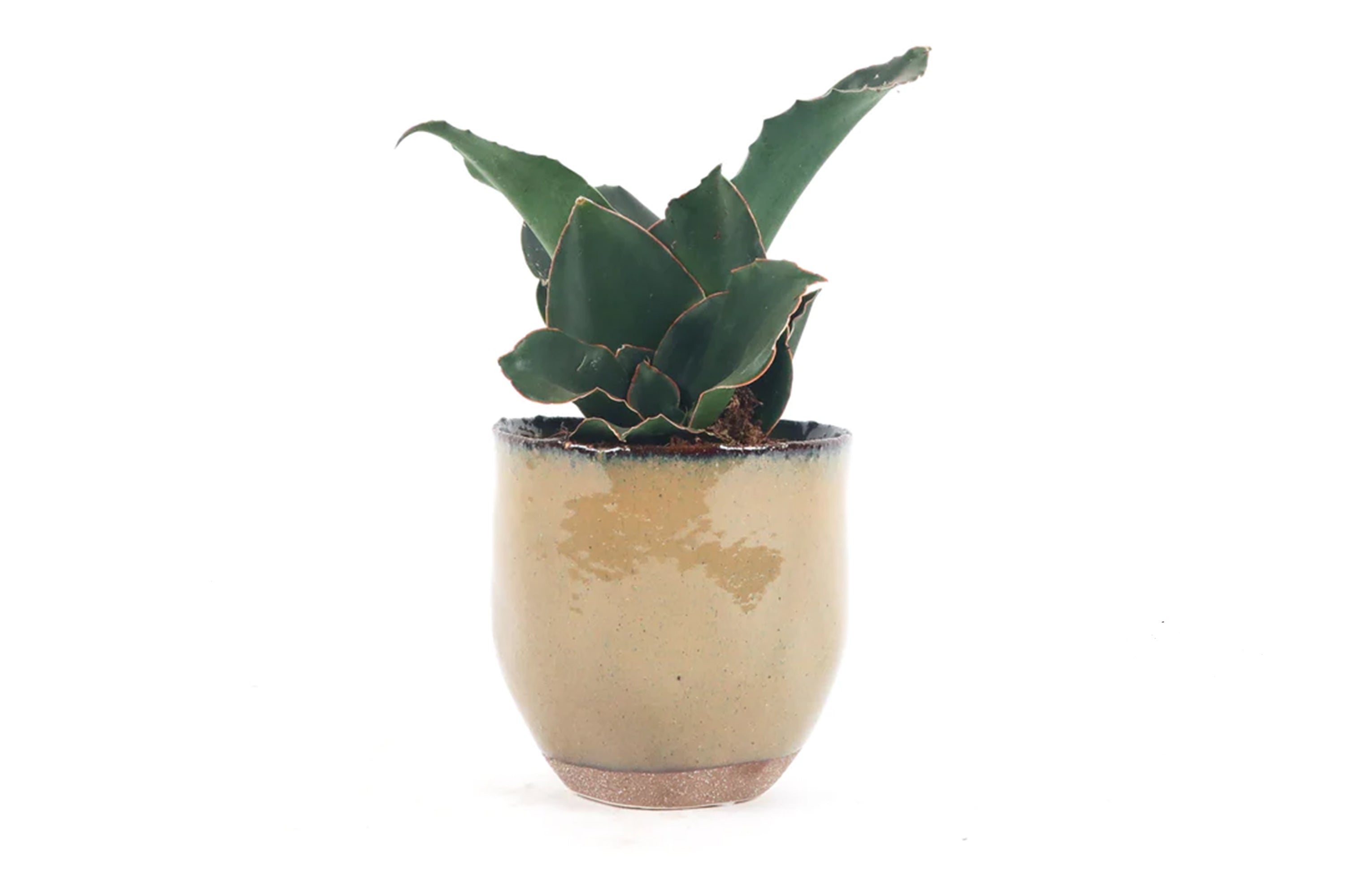 sansevieria star rose Dracaena (Sansevieria) 'Star Rose' – Conservatory Archives