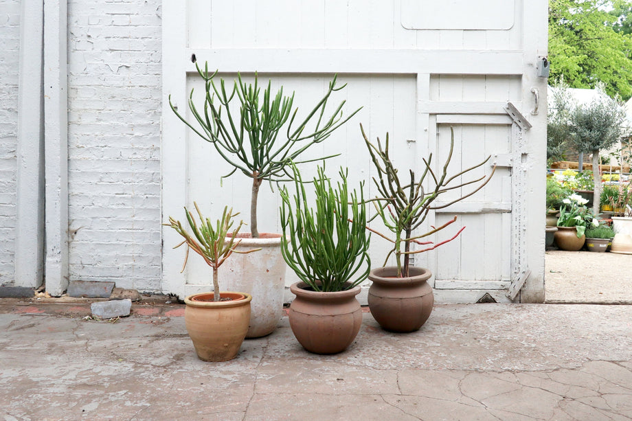 The Diversity of Euphorbia