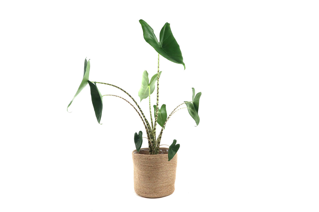 Alocasia zebrina