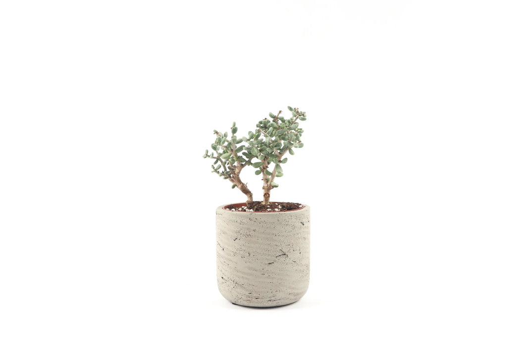 Ceraria pygmaea (Portulacaria pygmaea)