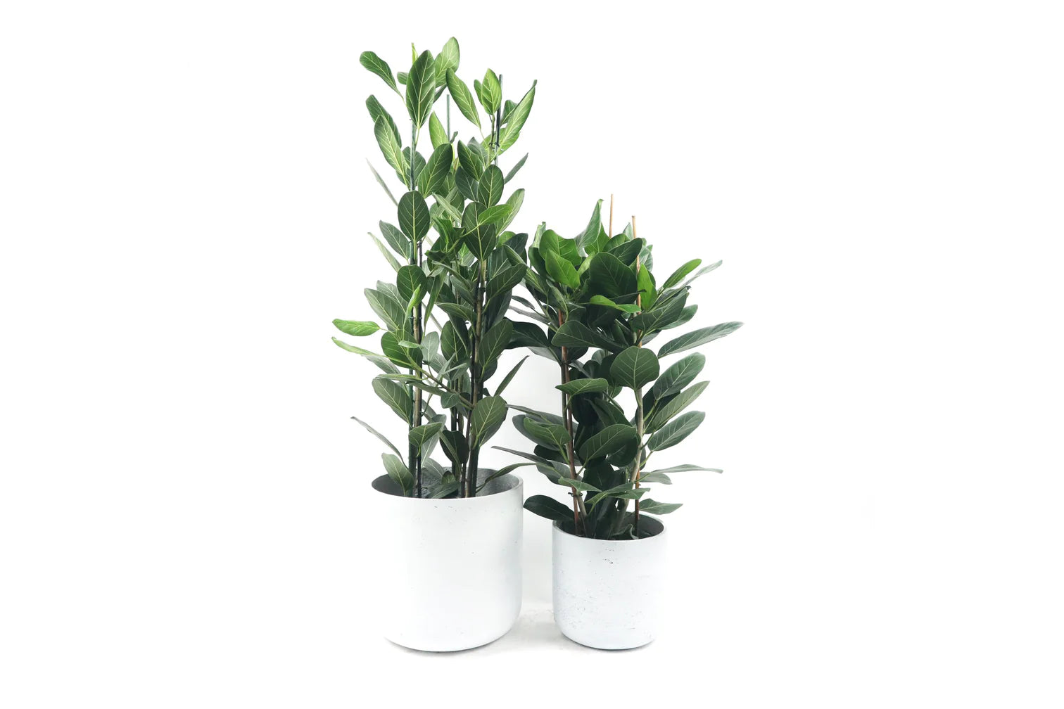 ficus audrey uk Ficus benghalensis 'Audrey' – Conservatory Archives