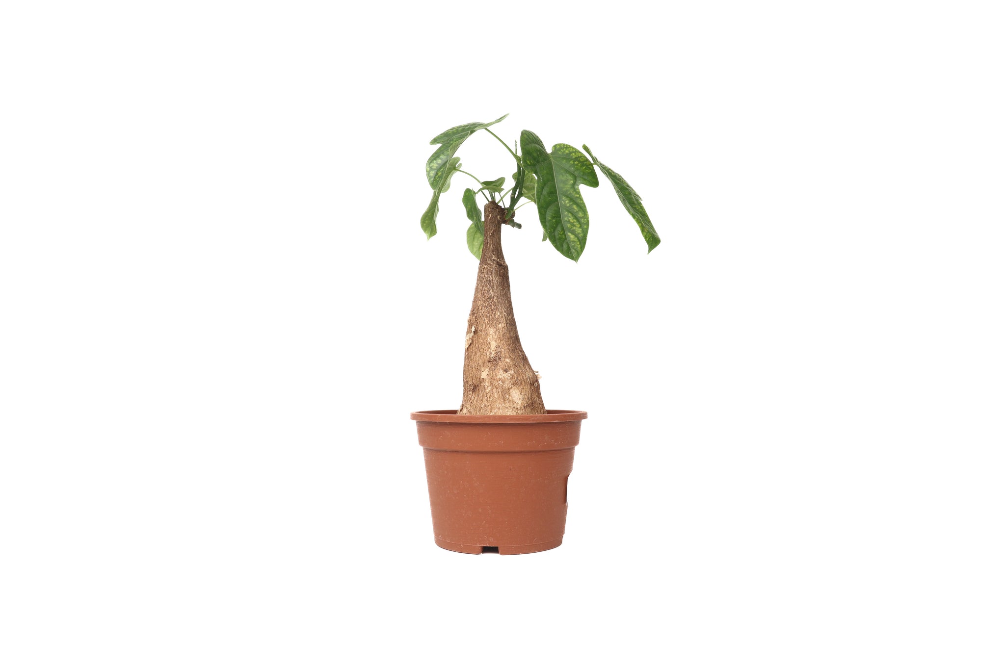 Adenia viridiflora – Conservatory Archives