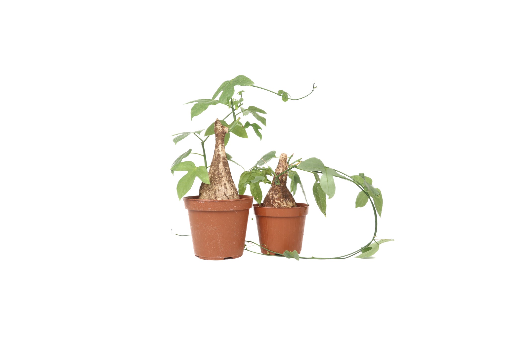 Adenia viridiflora – Conservatory Archives