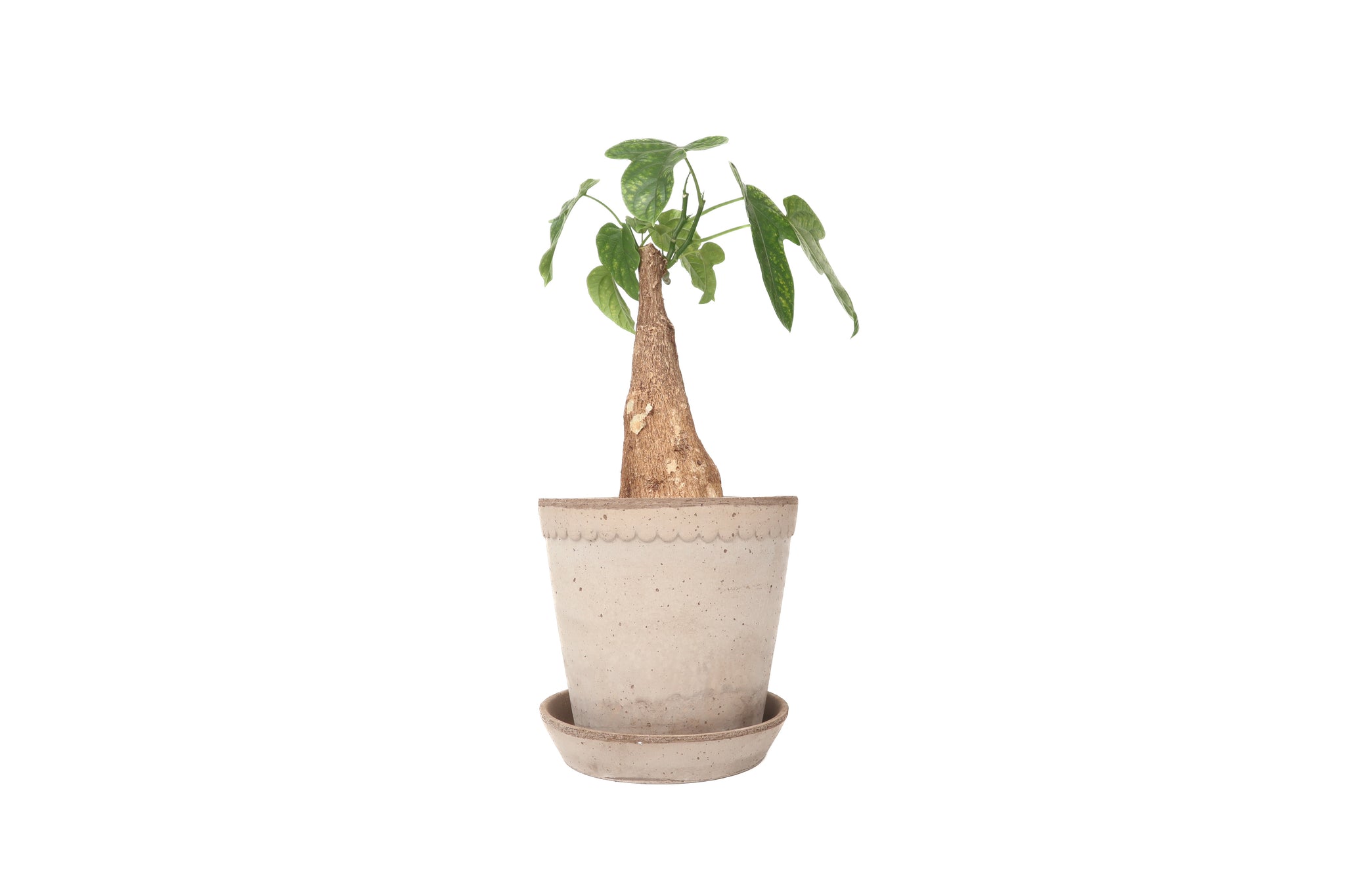 Adenia viridiflora – Conservatory Archives