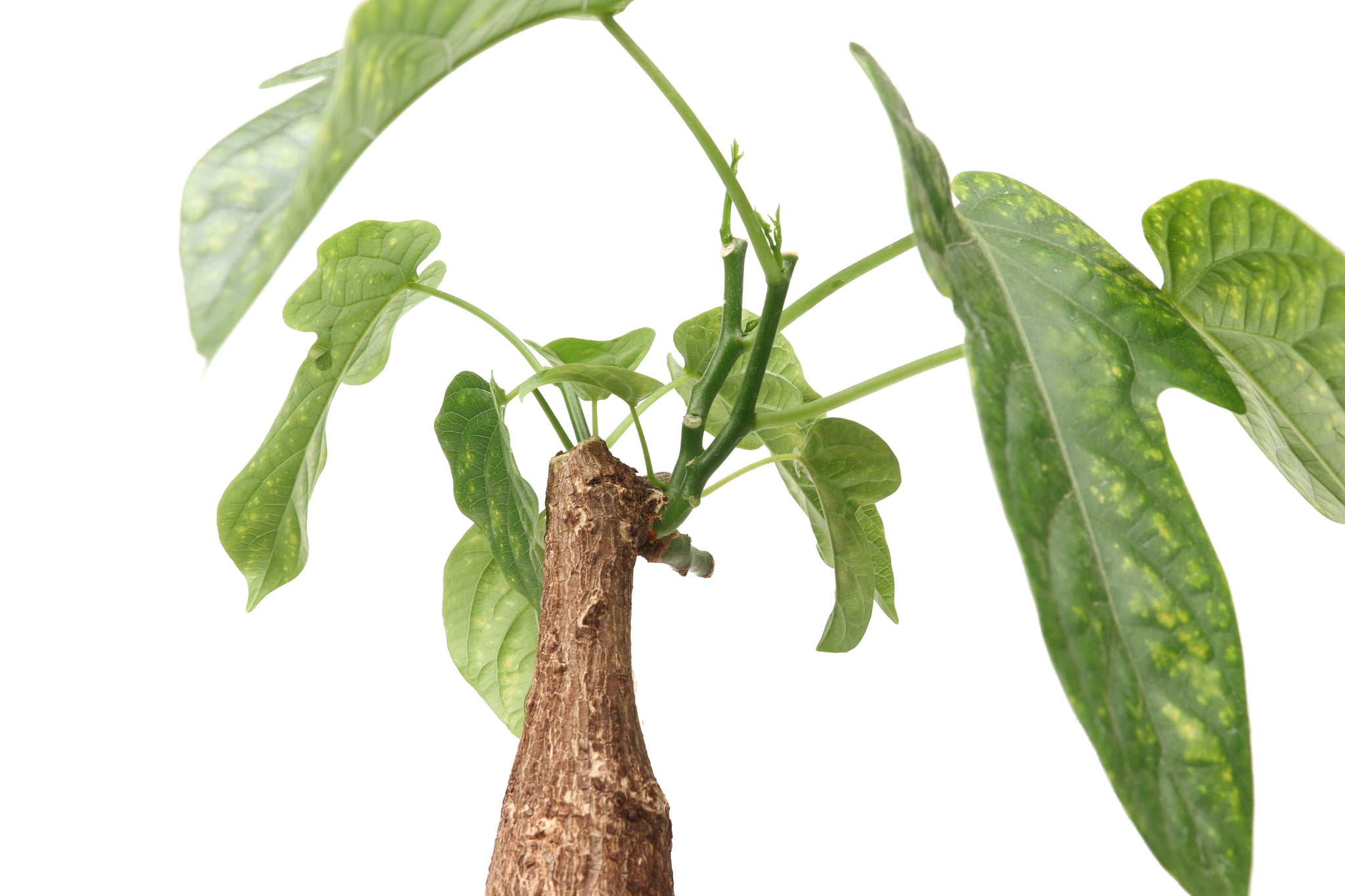 Adenia viridiflora – Conservatory Archives