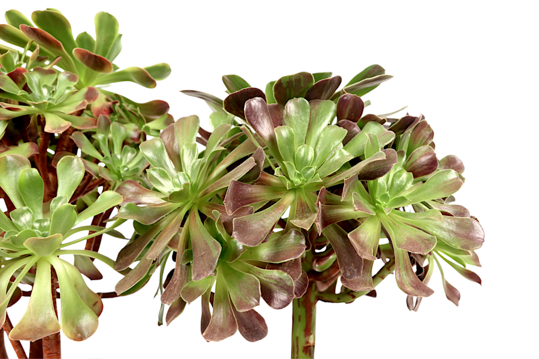 Aeonium 'Super Bang'