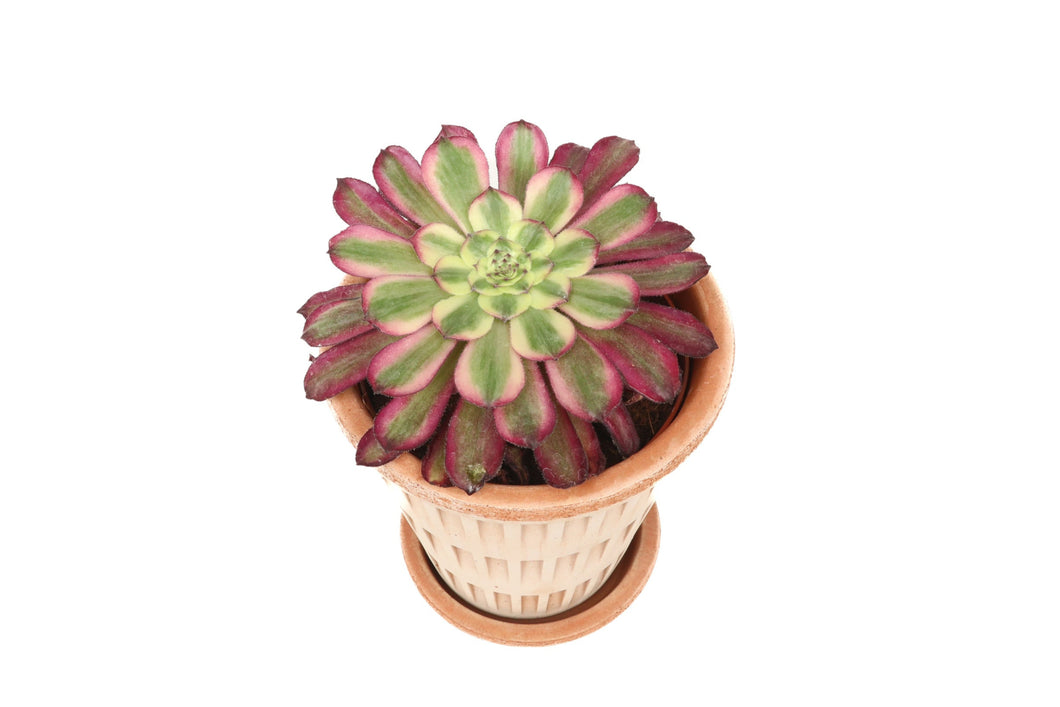 Aeonium arboreum ‘Mardi Gras'