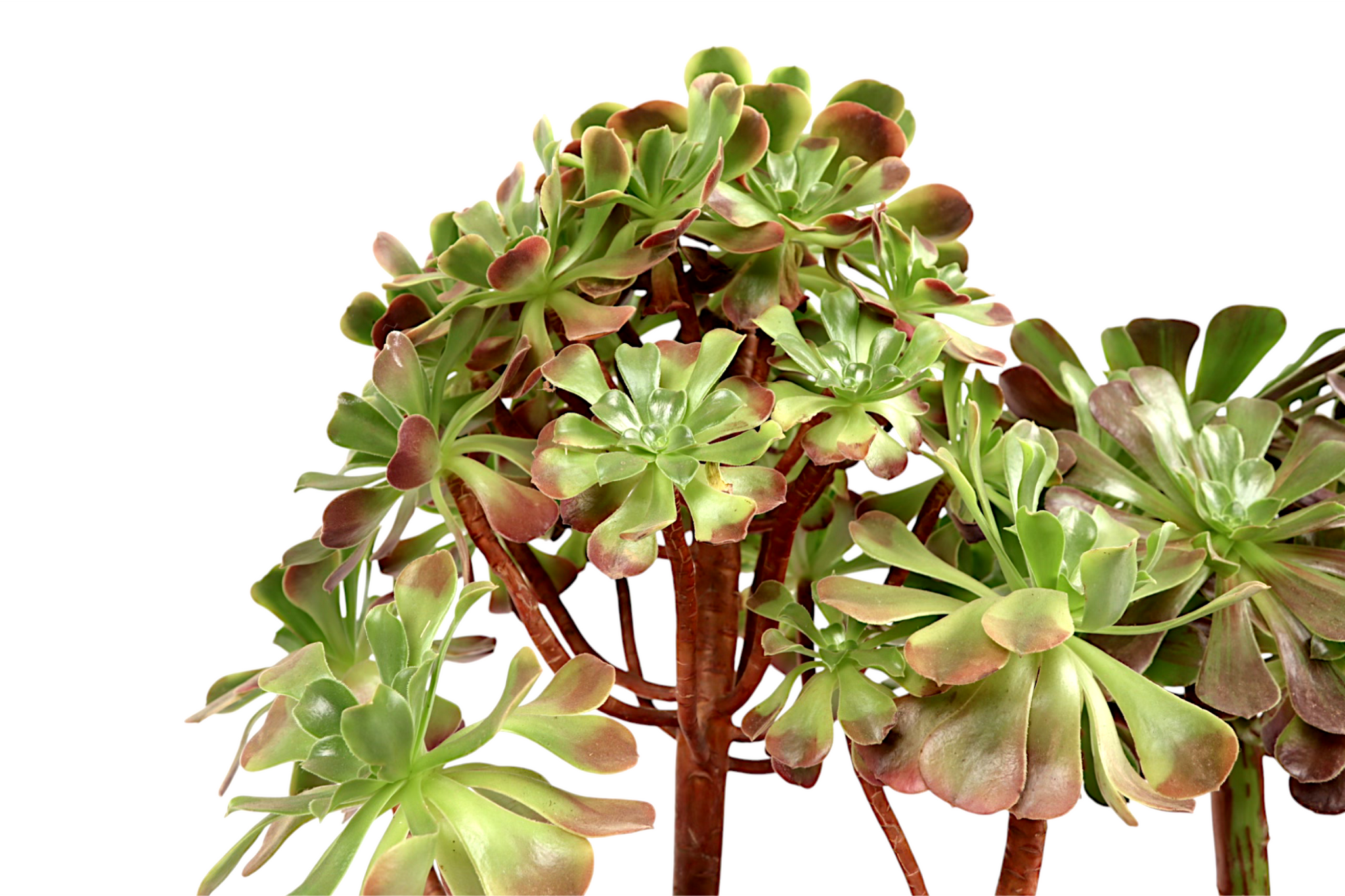 Aeonium 'Super Bang' – Conservatory Archives