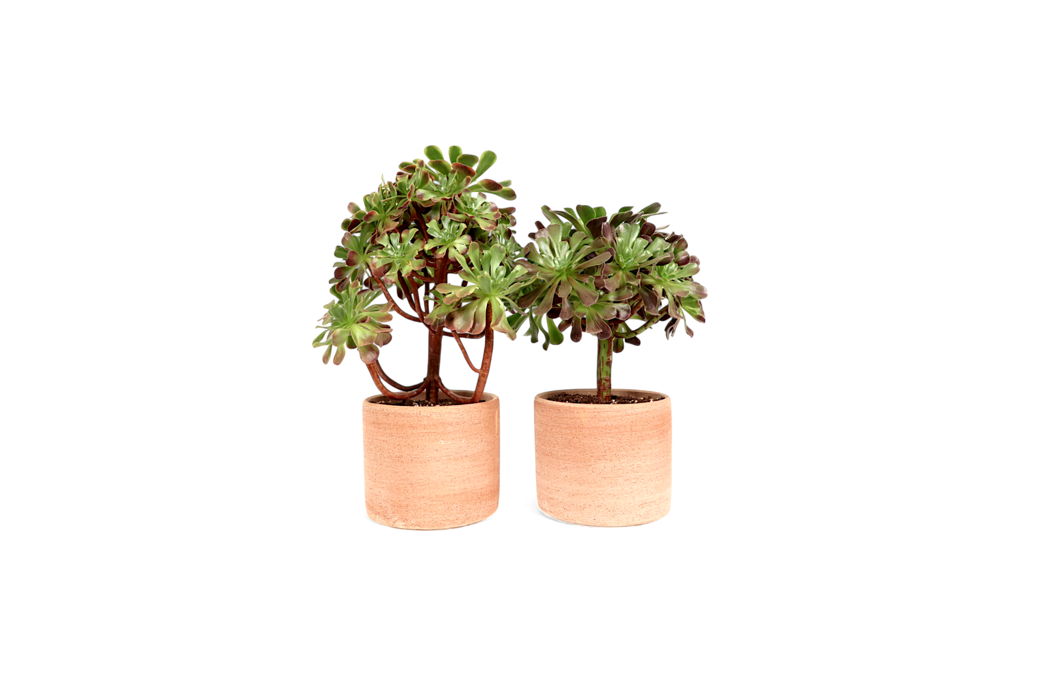 Aeonium 'Super Bang' – Conservatory Archives