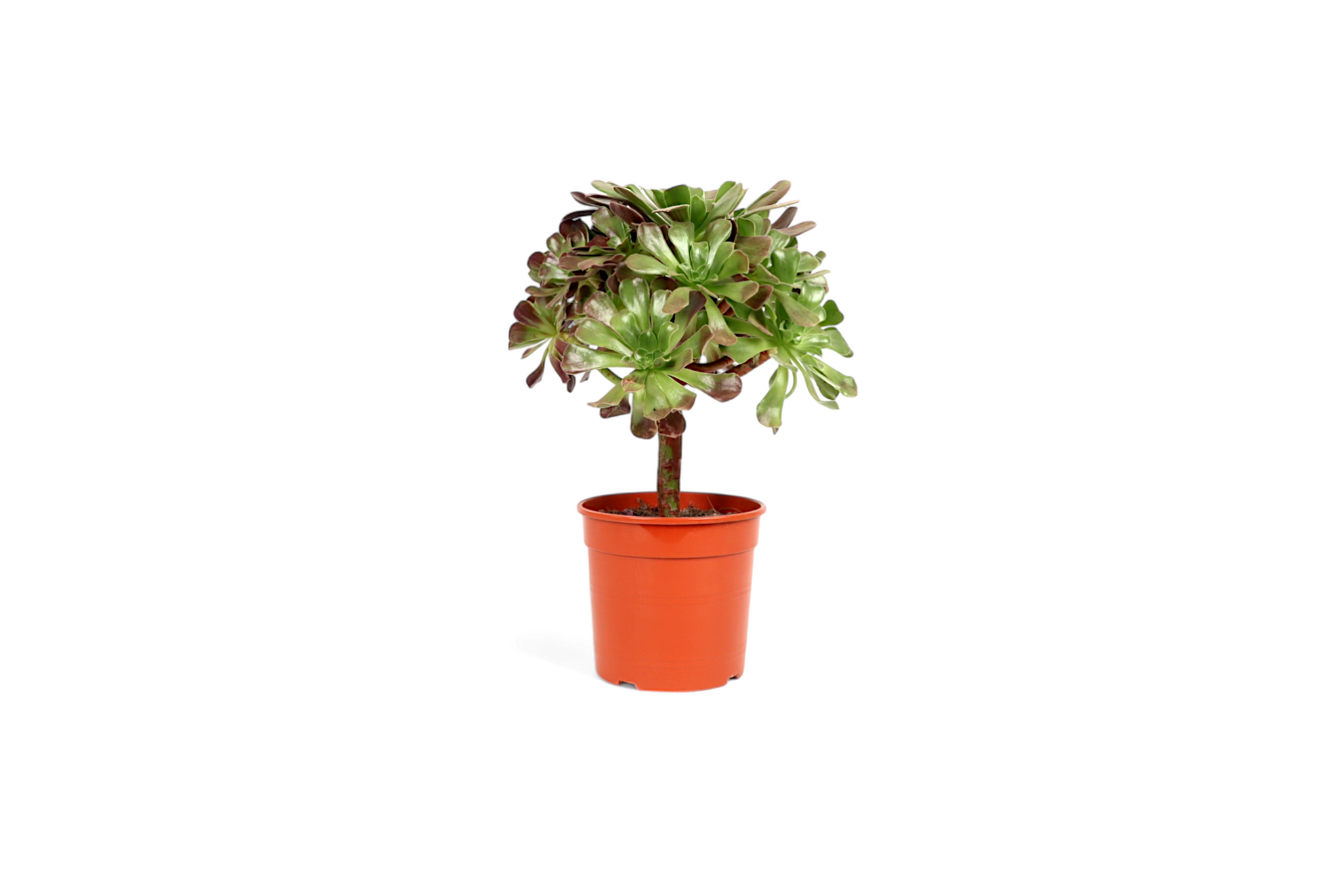 Aeonium 'Super Bang' – Conservatory Archives