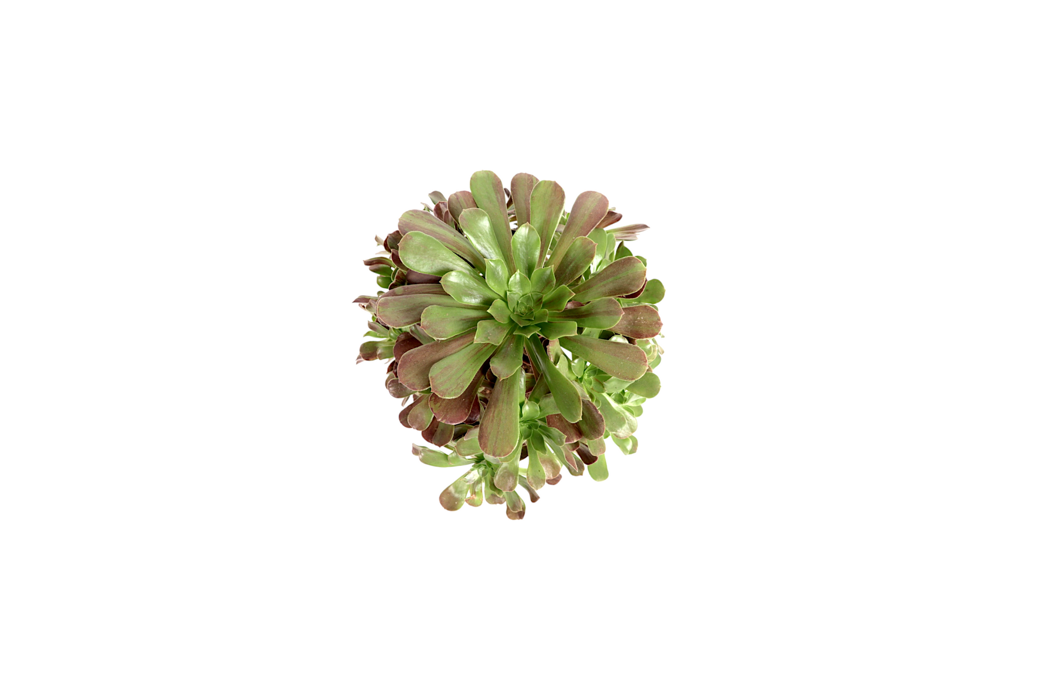 bango plant Aeonium 'Super Bang' – Conservatory Archives