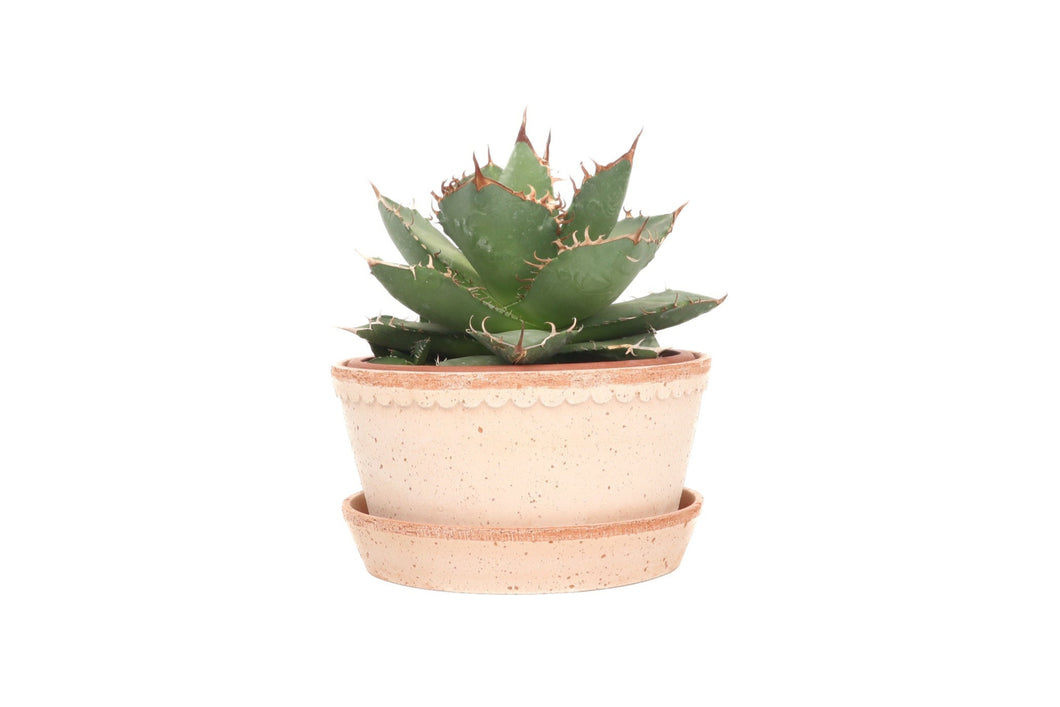 Agave titanota