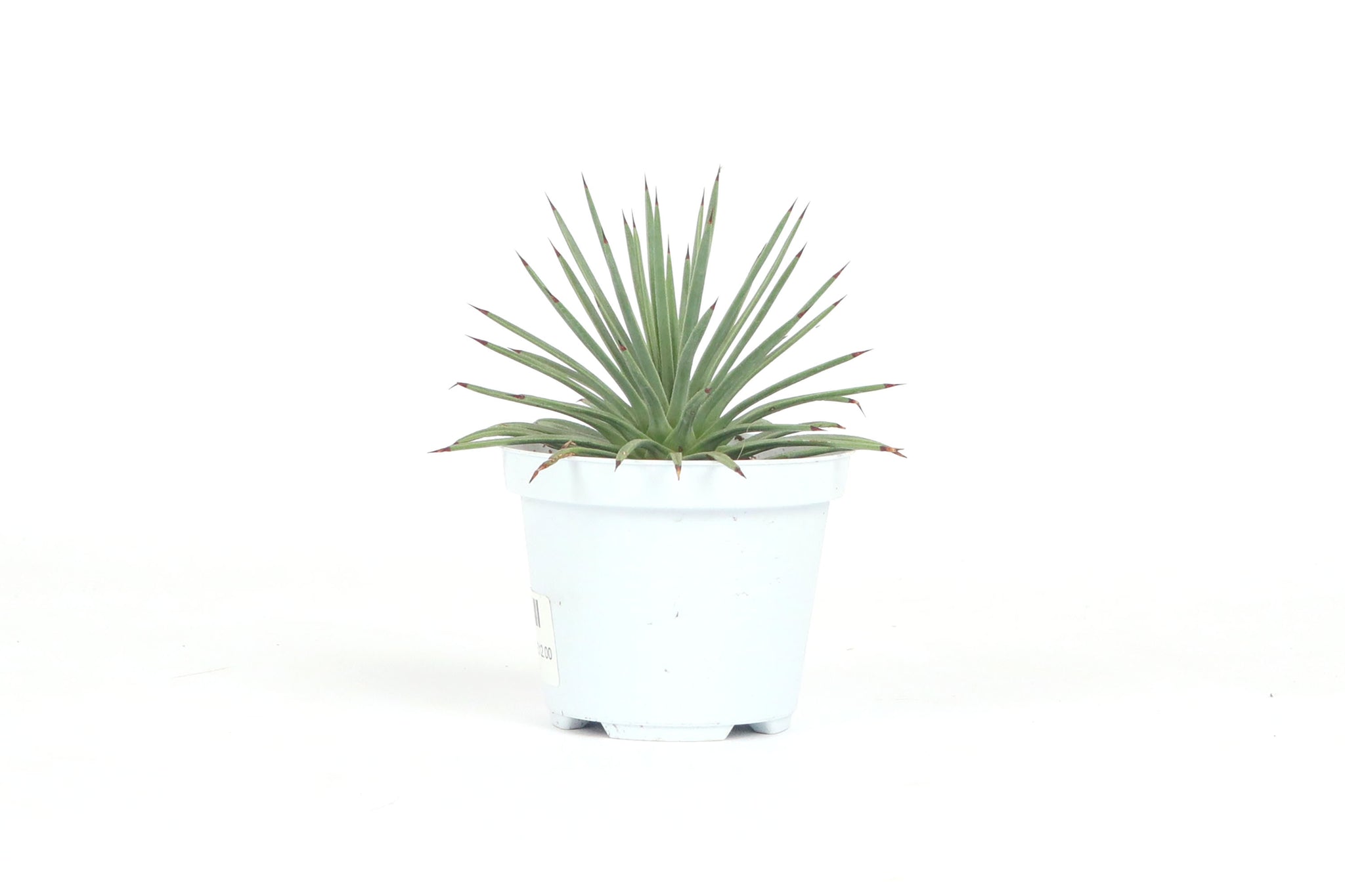 Agave stricta 'Nana' – Conservatory Archives