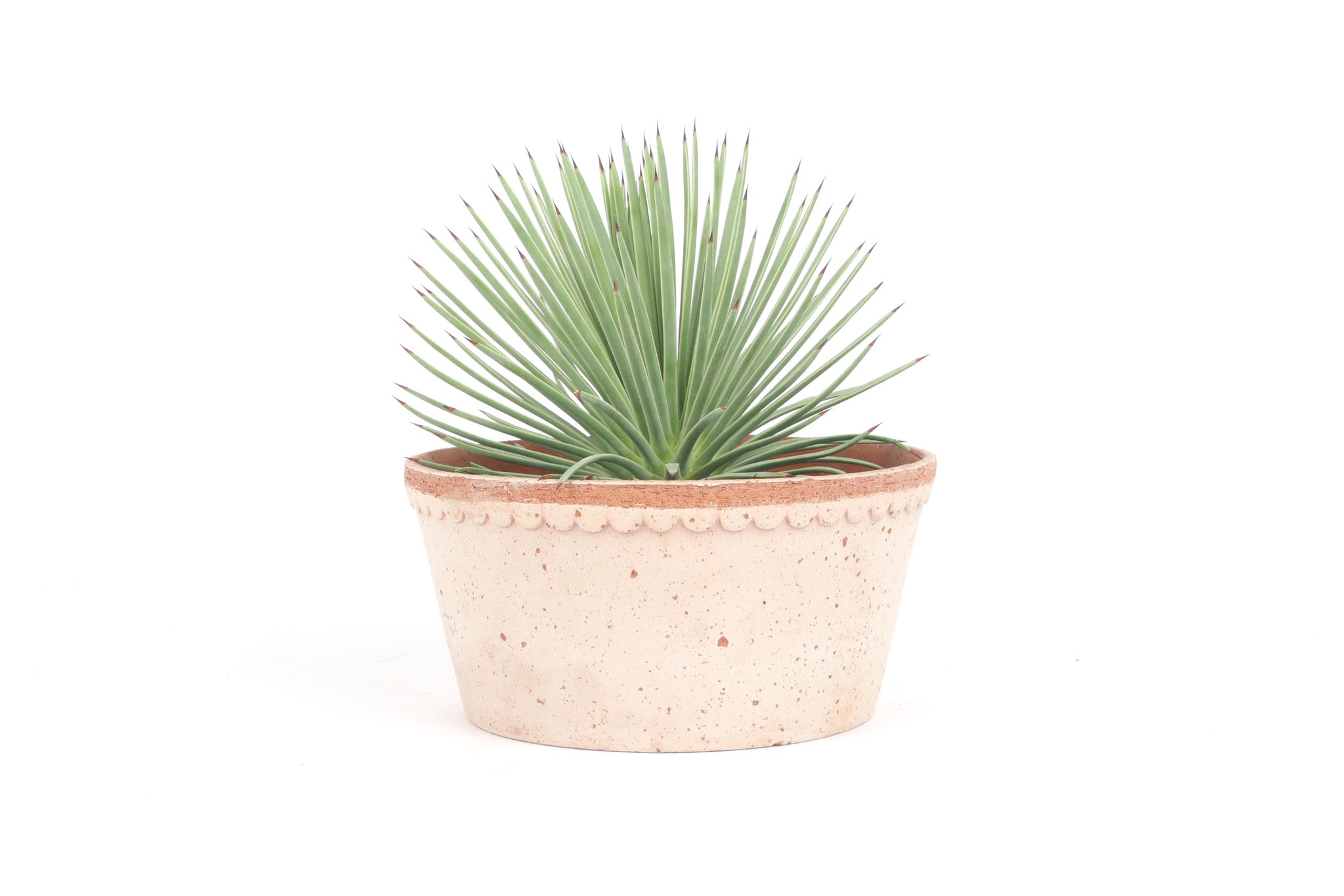 agave nana Agave stricta 'Nana' – Conservatory Archives