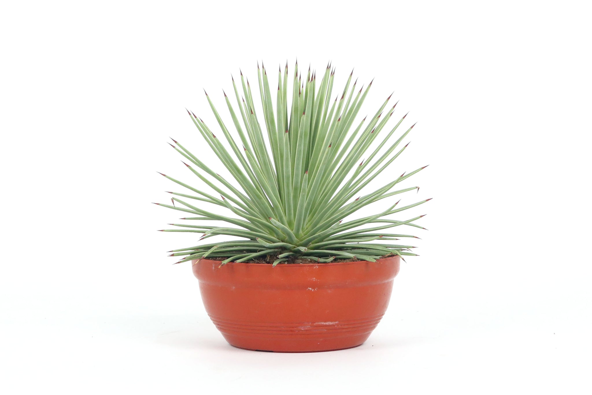 Agave stricta 'Nana' – Conservatory Archives