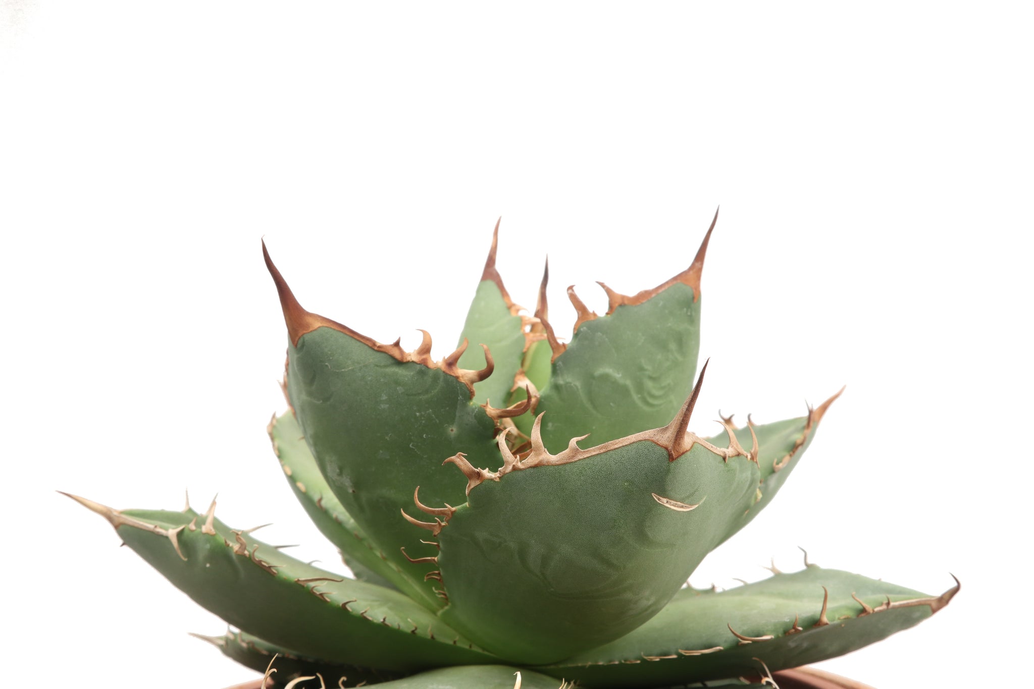 Agave hybrid 'Night Fire' (titanota x shawii) Agave titanota