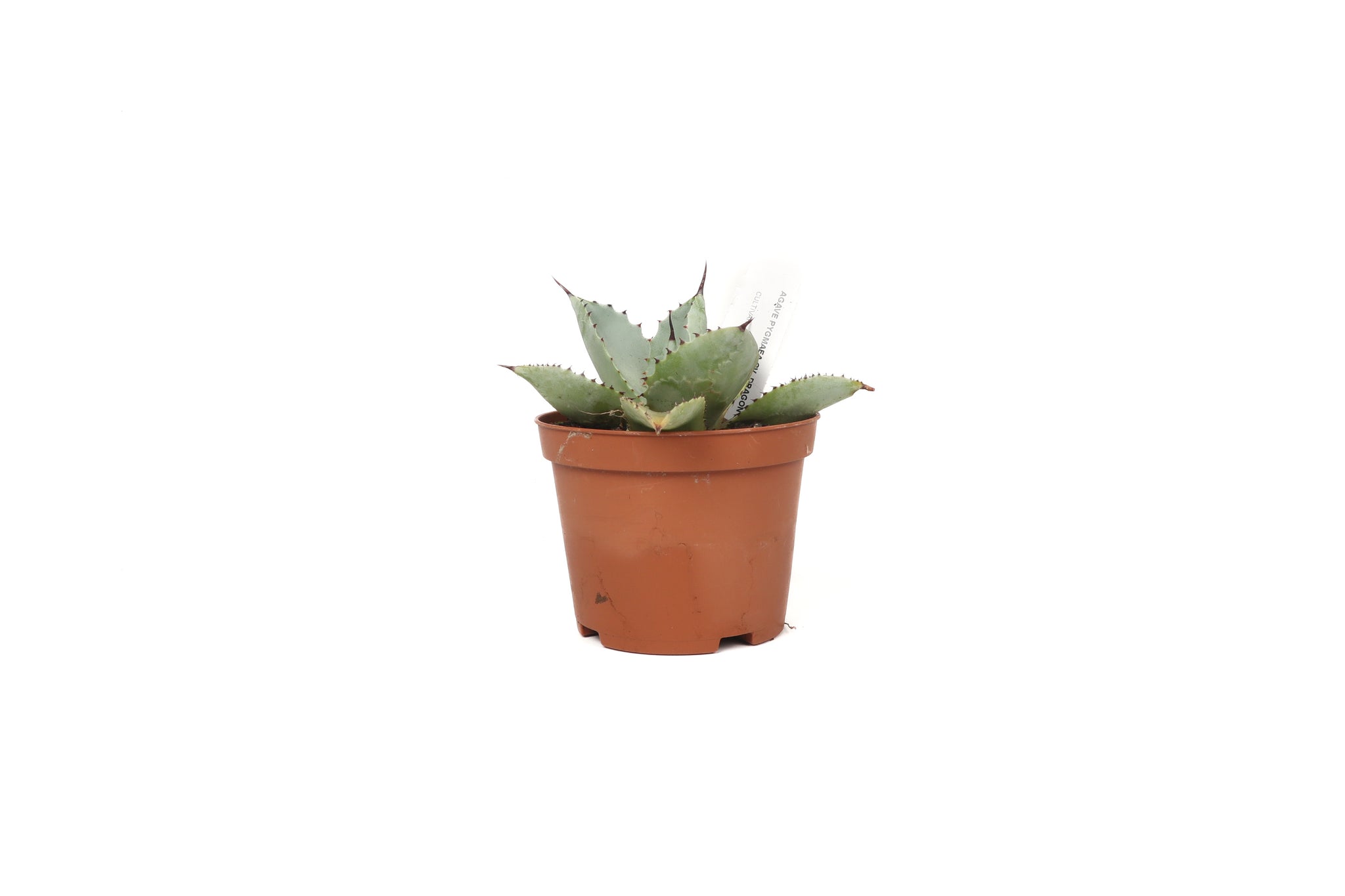 Agave pygmaea 'Dragon Toes' – Conservatory Archives
