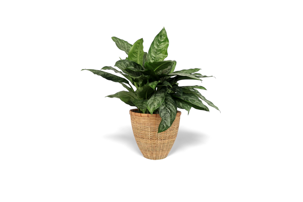 Aglaonema 'Chantal'