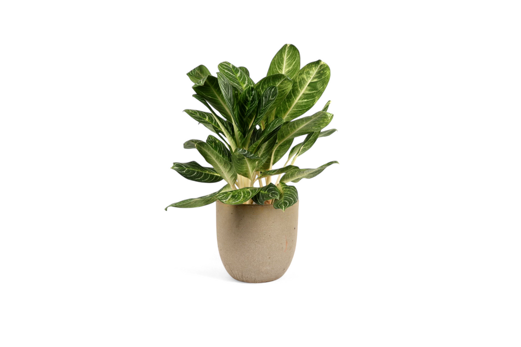 Aglaonema 'Key Lime'