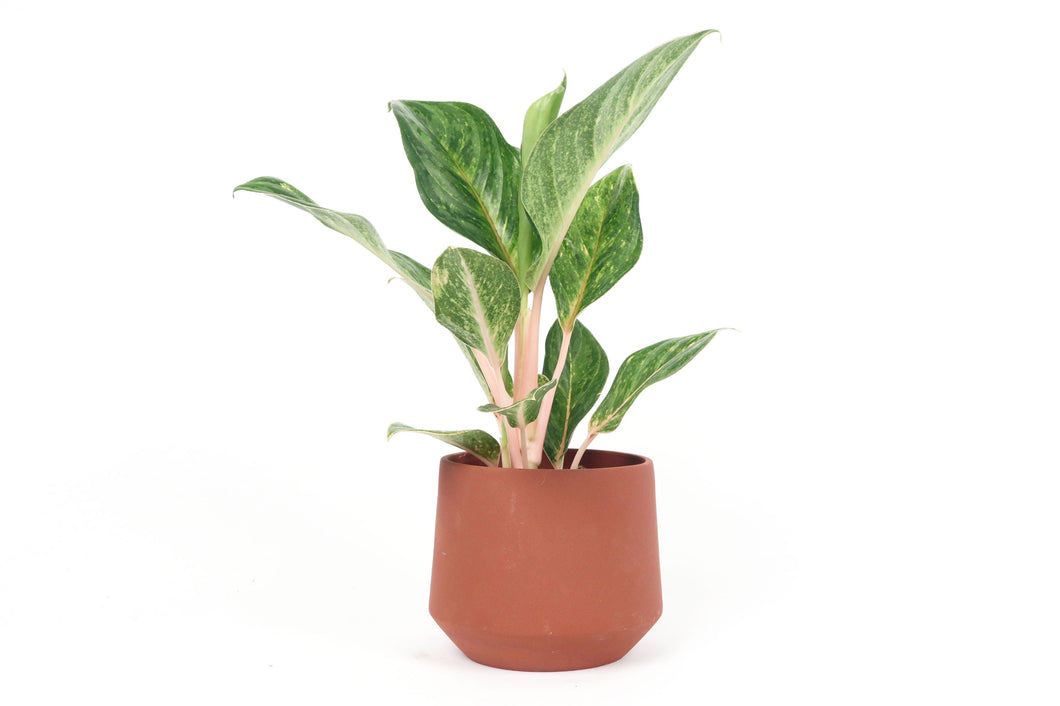 pink pearl aglaonema Aglaonema 'Peach Pearl' – Conservatory Archives