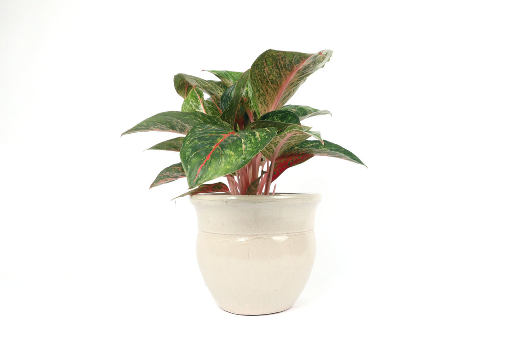 Aglaonema 'Lychee Red'