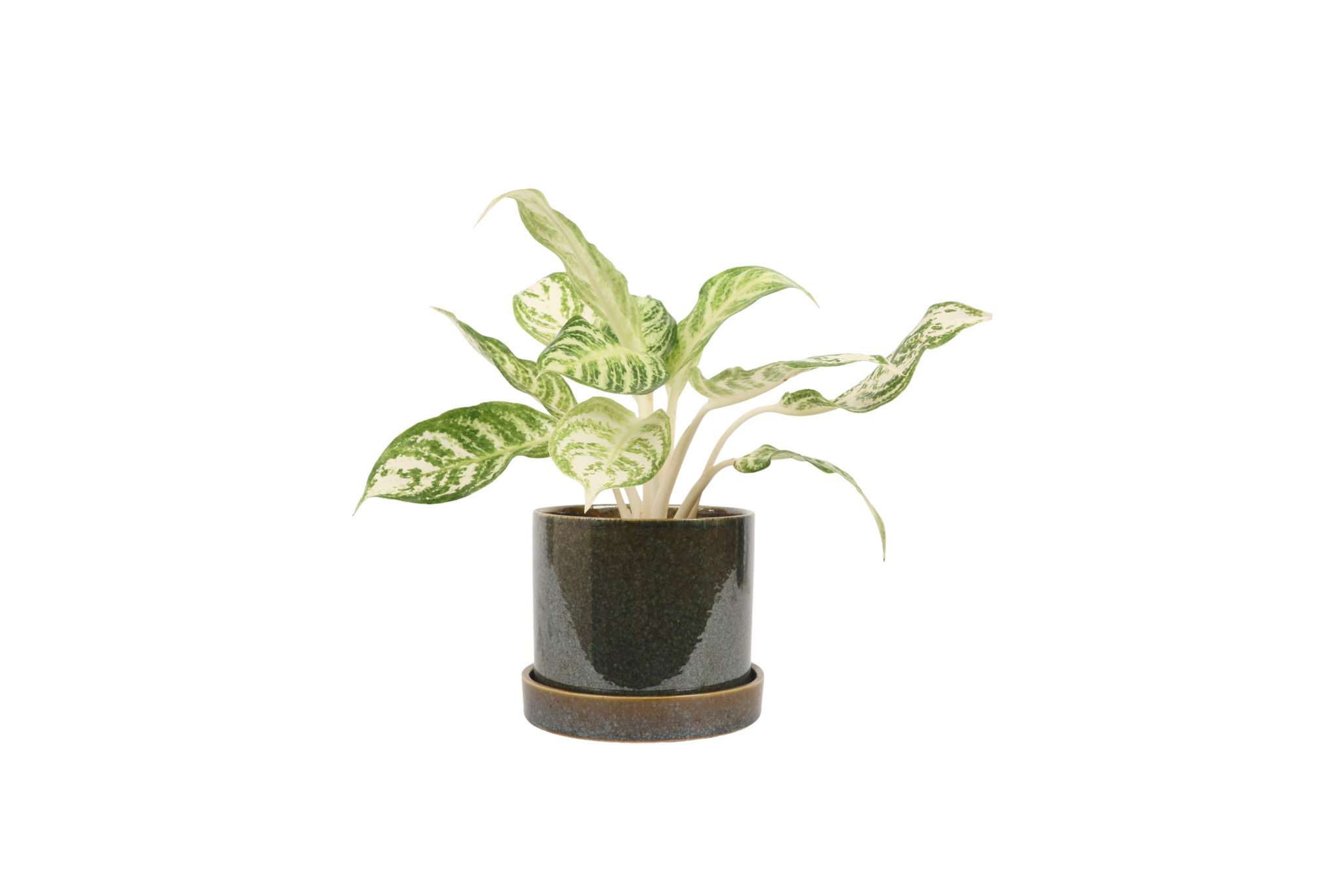 aglaonema zebra Aglaonema 'Zebra' – Conservatory Archives