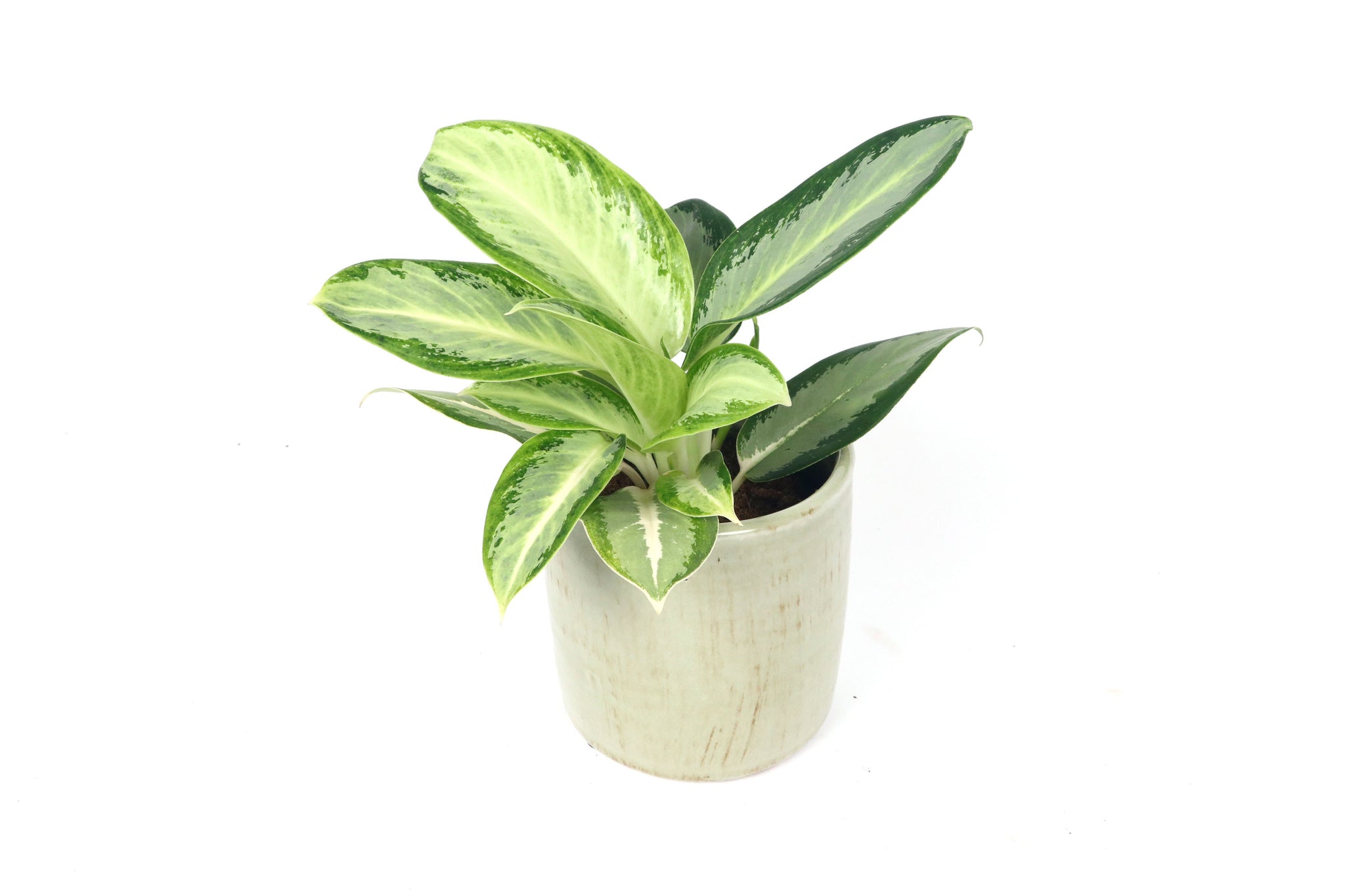 Aglaonema 'Silver Blue'  Conservatory Archives