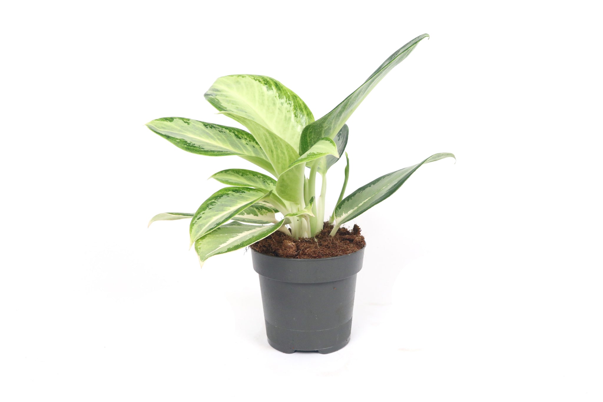 aglaonema silver blue Aglaonema 'Silver Blue' – Conservatory Archives