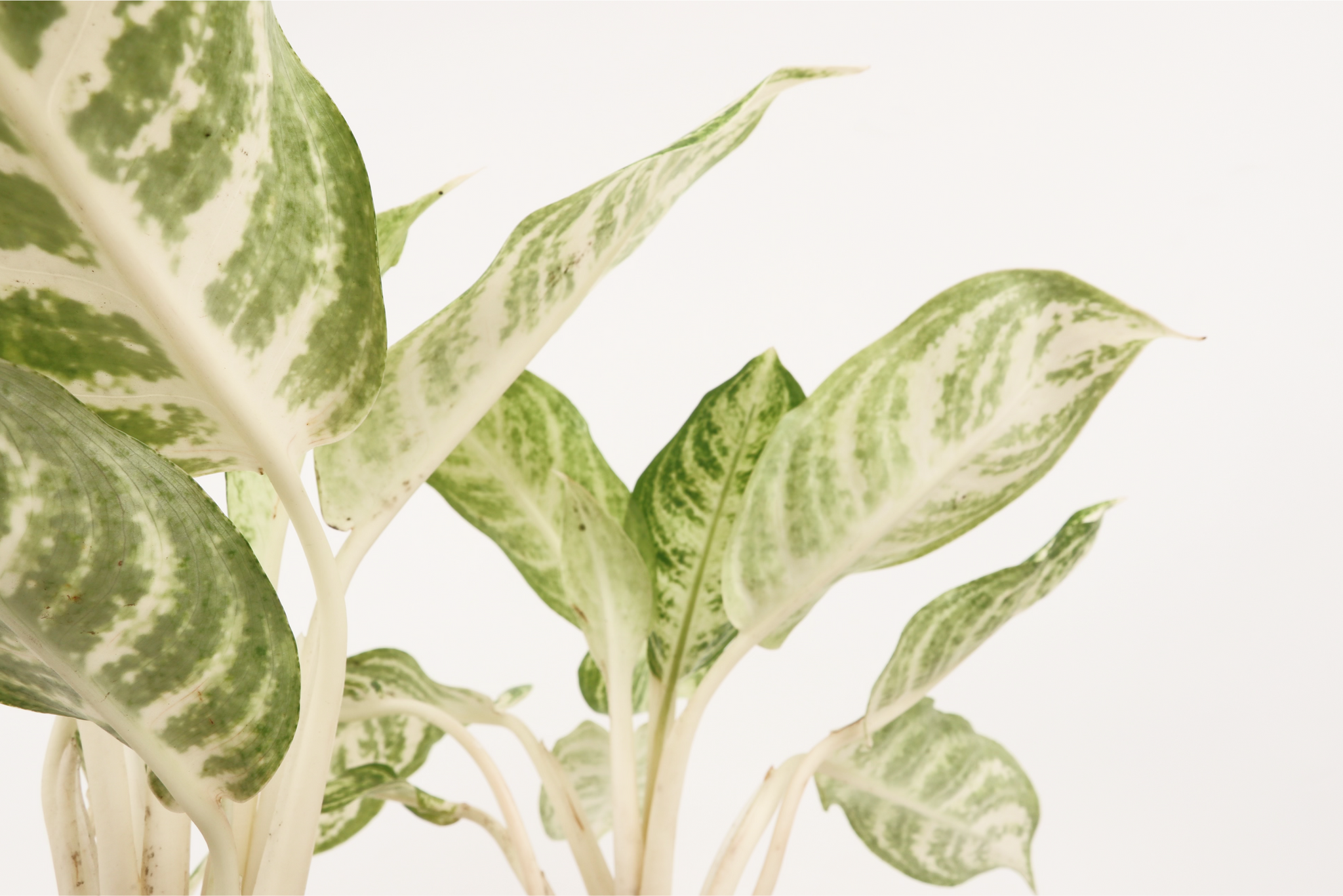 aglaonema zebra Aglaonema 'Zebra' – Conservatory Archives