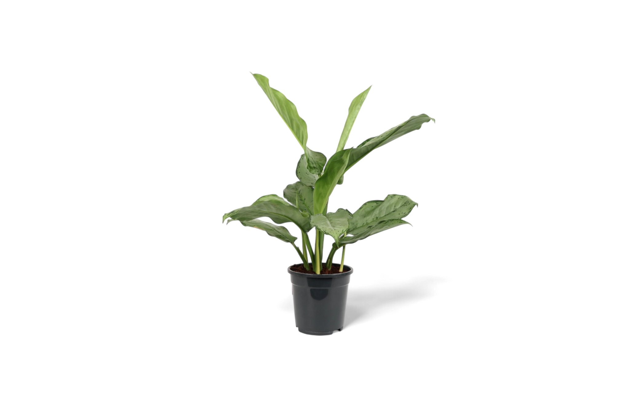 aglaonema freedman Aglaonema 'Freedman' – Conservatory Archives