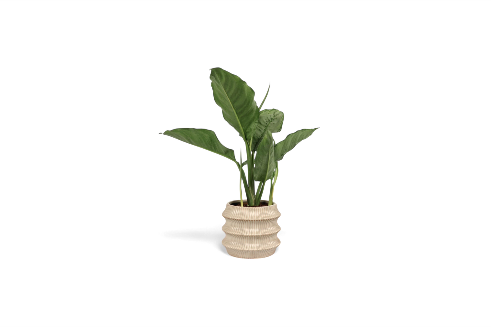 aglaonema freedman Aglaonema 'Freedman' – Conservatory Archives