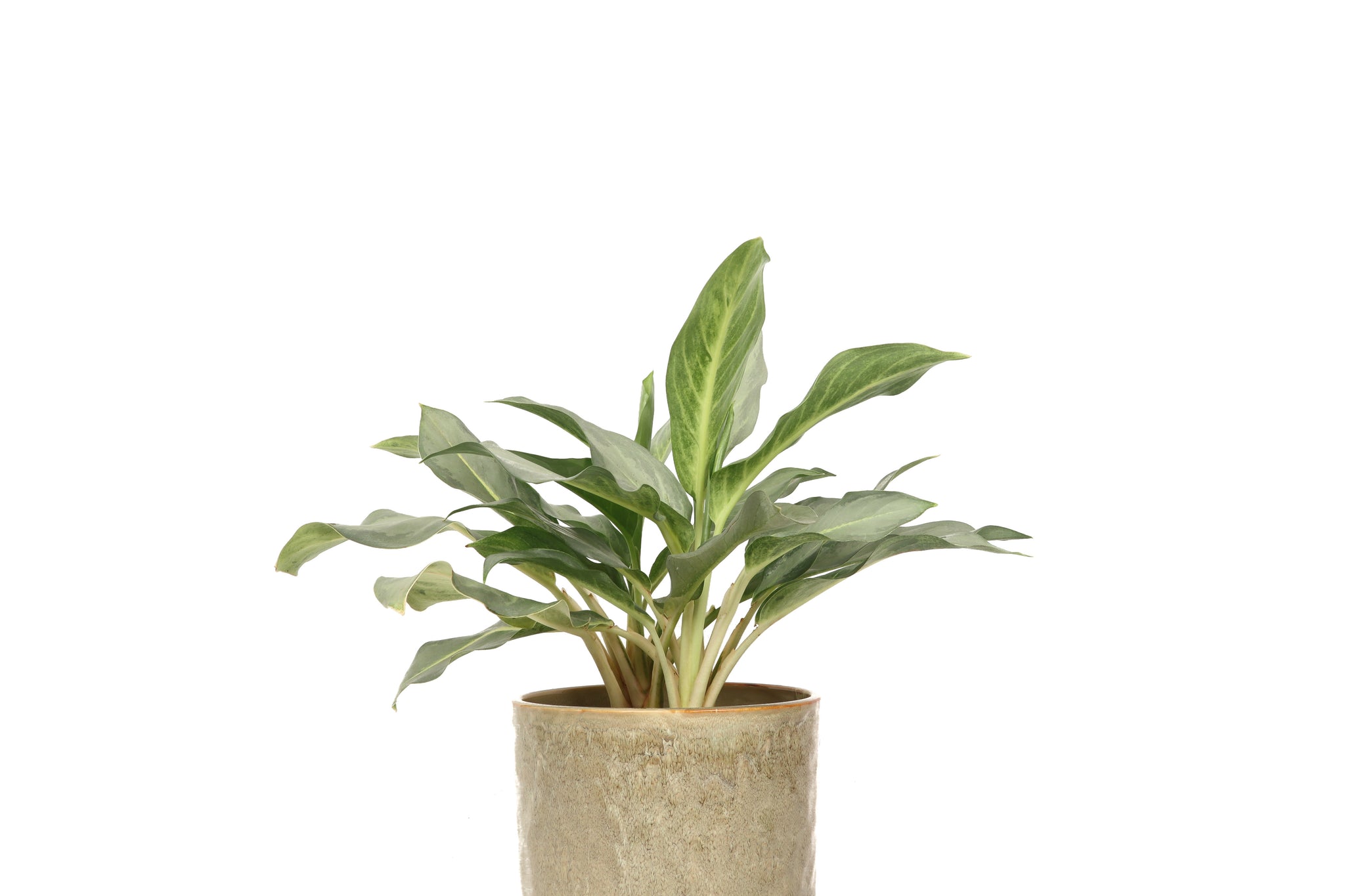 Aglaonema 'Ghost'  Conservatory Archives