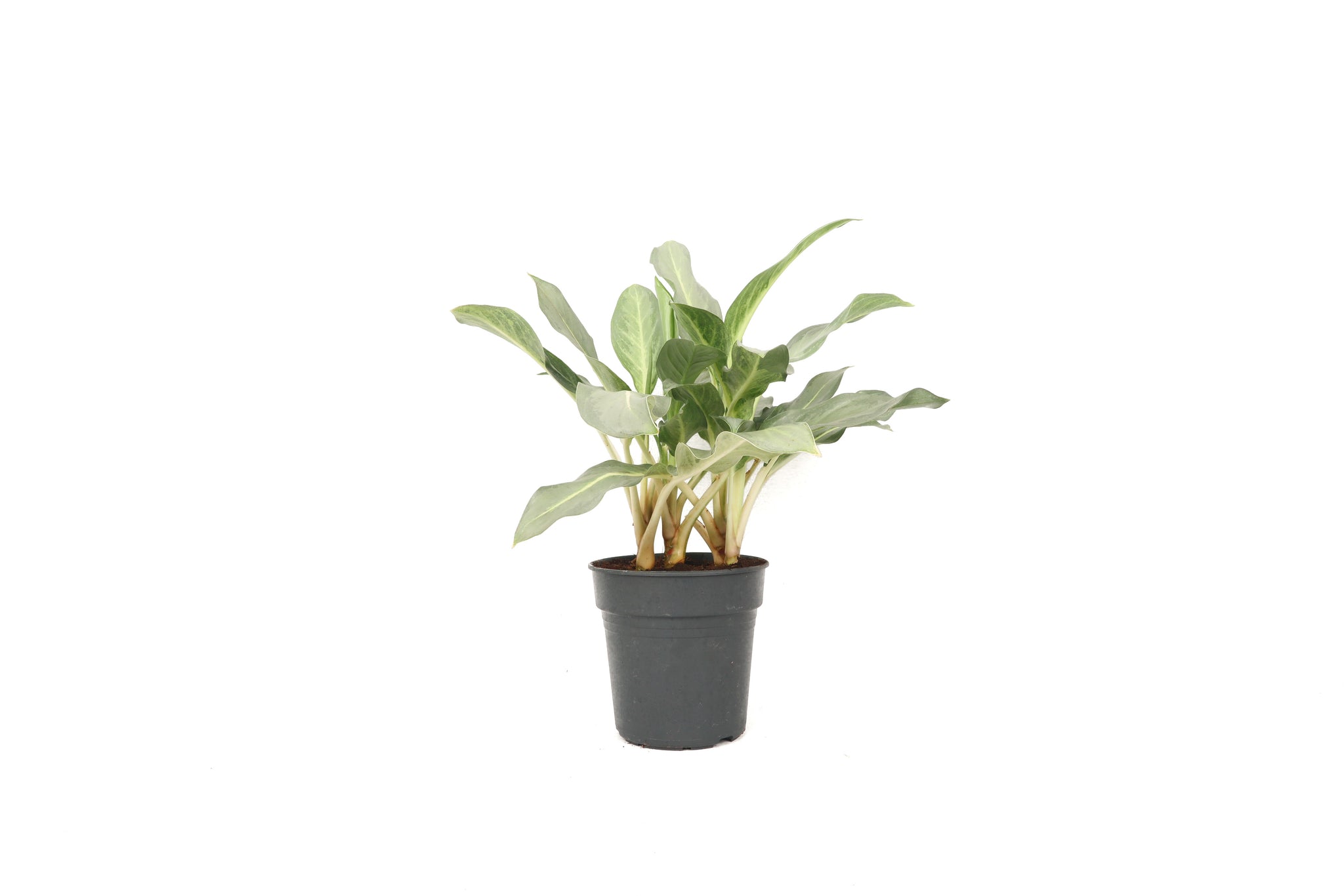 air planter Air Planter  Novus Decor