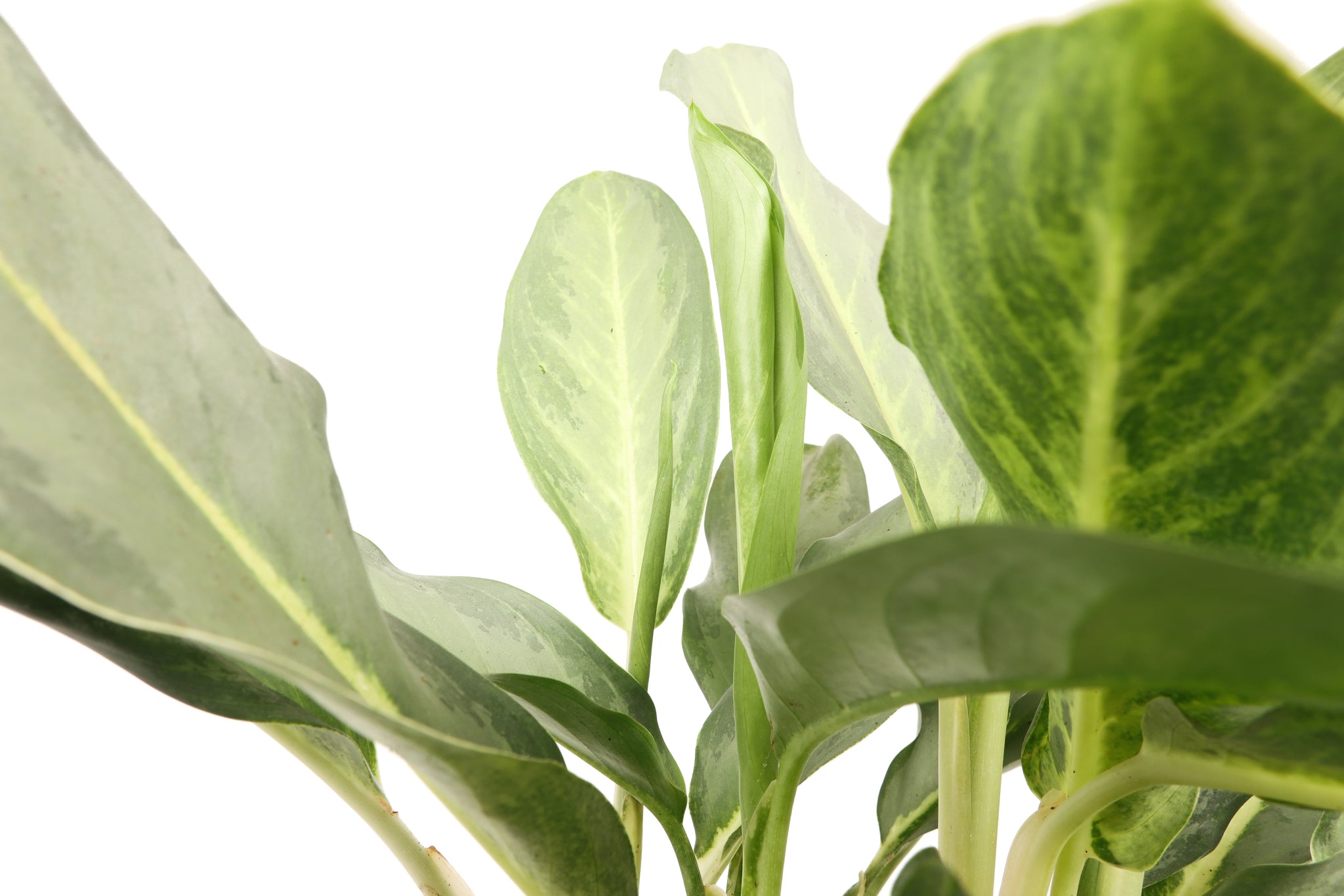 ghost aglaonema Aglaonema 'Ghost' – Conservatory Archives