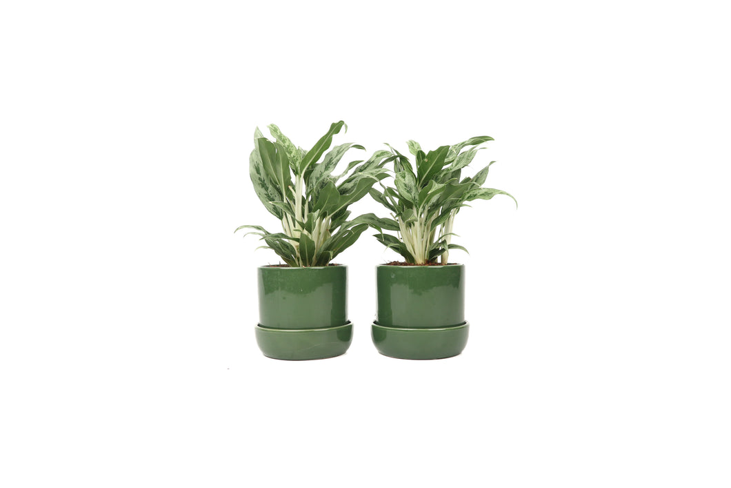 Aglaonema 'Greyhound'