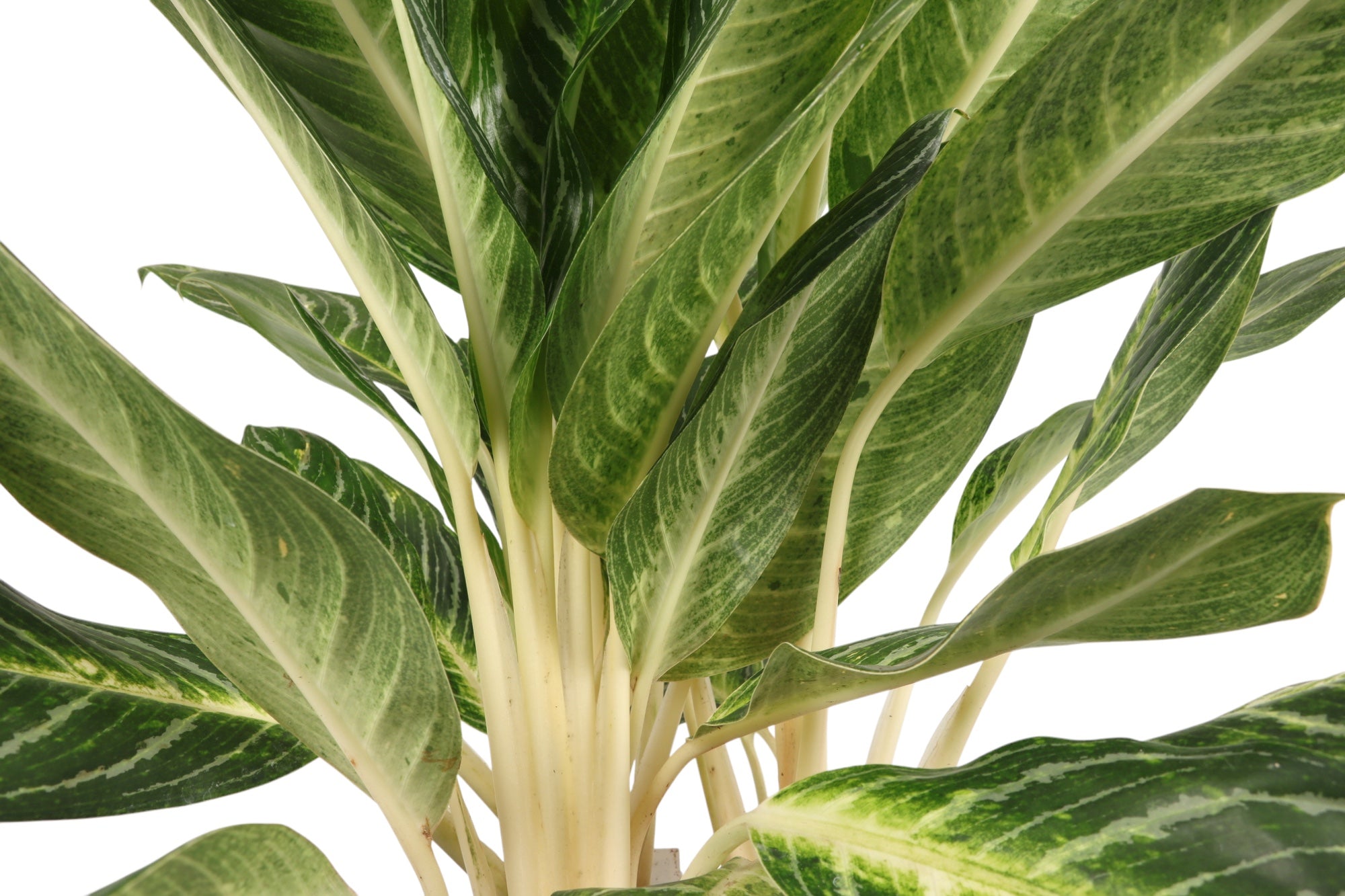aglaonema key lime care Aglaonema 'Key Lime' – Conservatory Archives