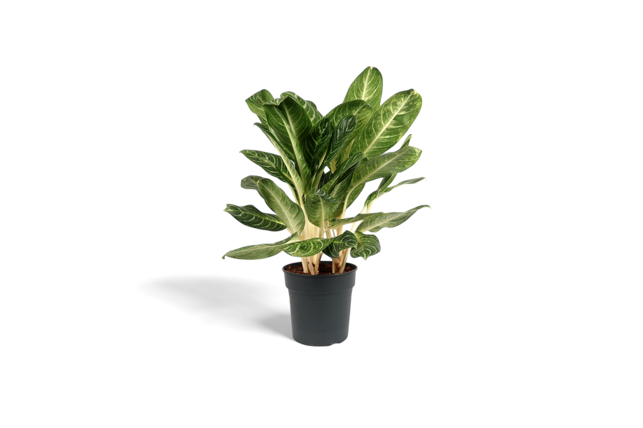 aglaonema key lime care Aglaonema 'Key Lime' – Conservatory Archives