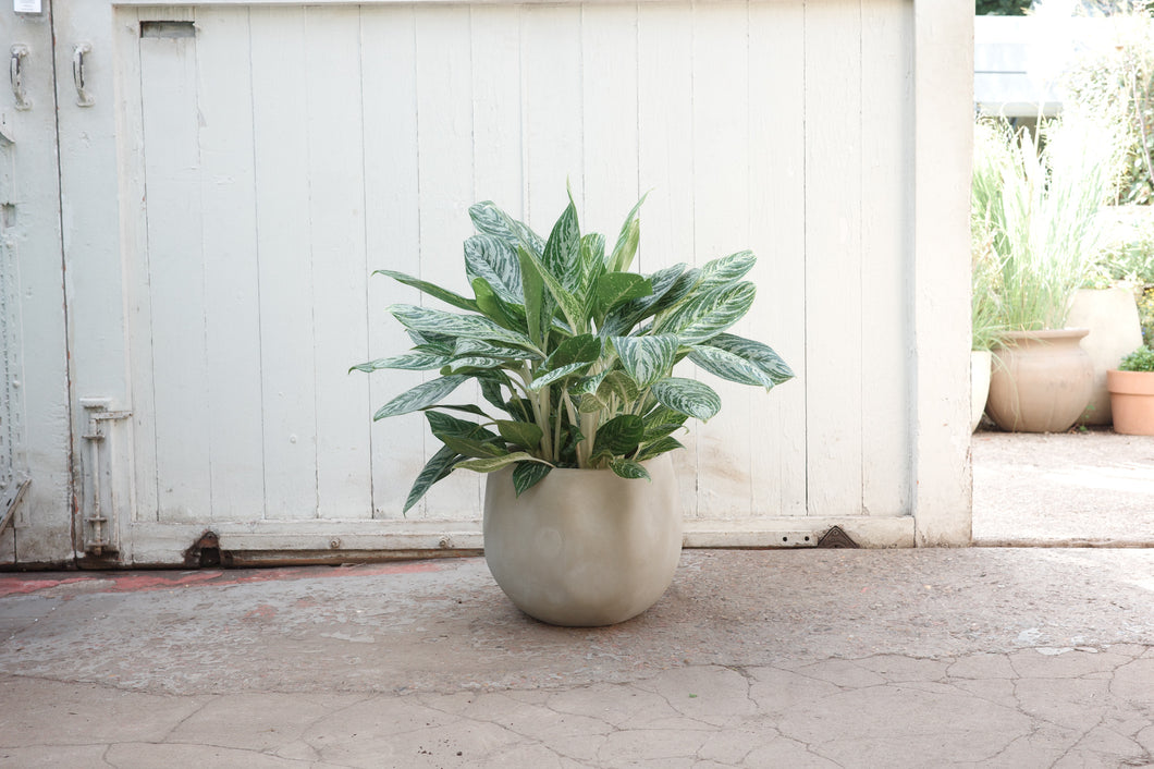 Aglaonema 'Madonna'