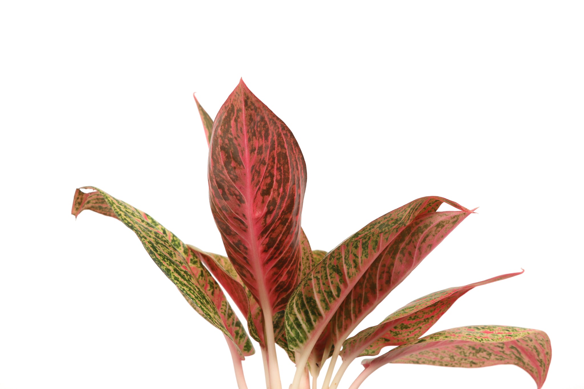 aglaonema night sparkle Aglaonema 'Night Sparkle' – Conservatory Archives