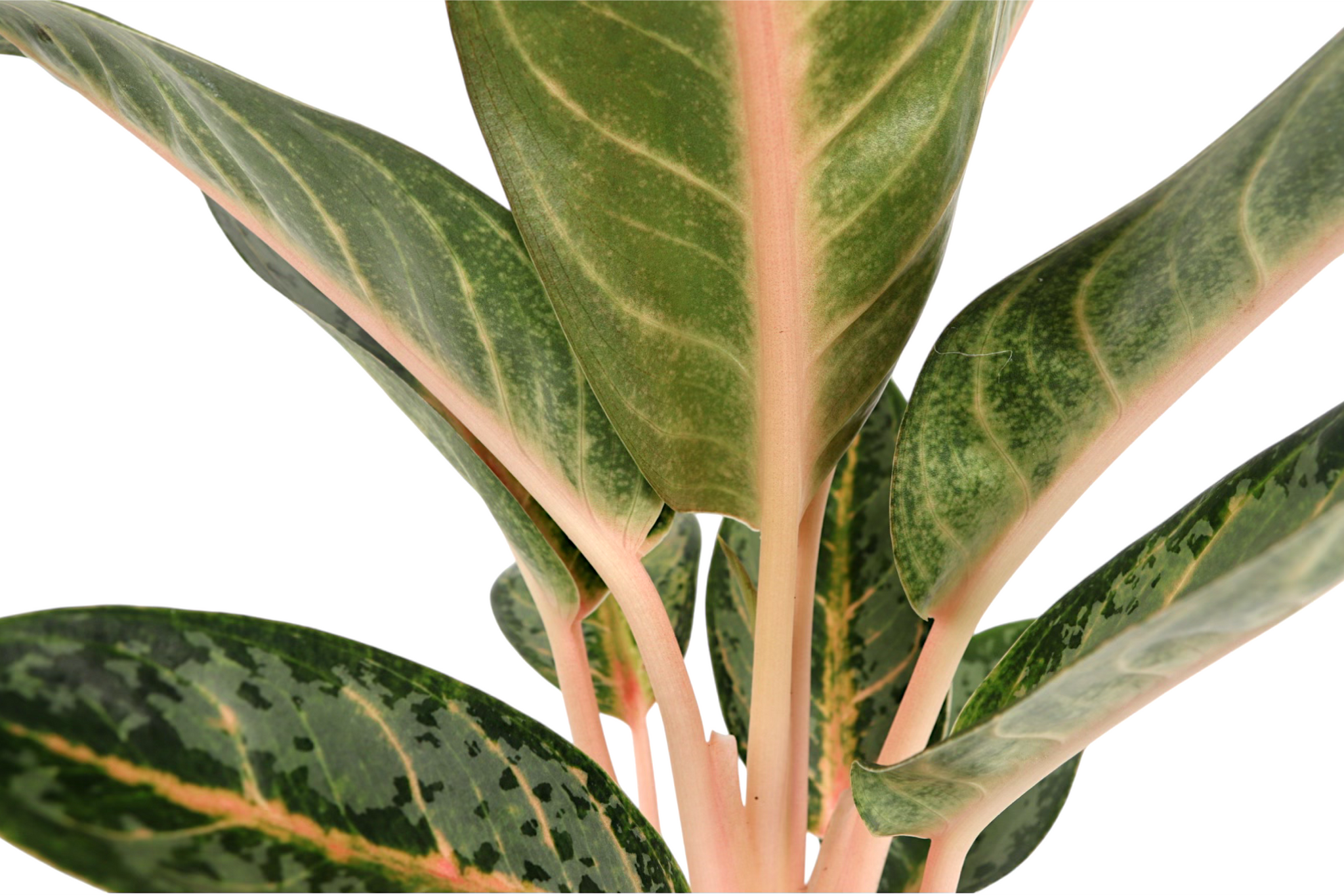 aglaonema orange Aglaonema 'Orange Flame' – Conservatory Archives