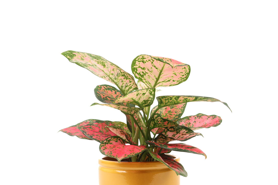 Aglaonema 'Venus'