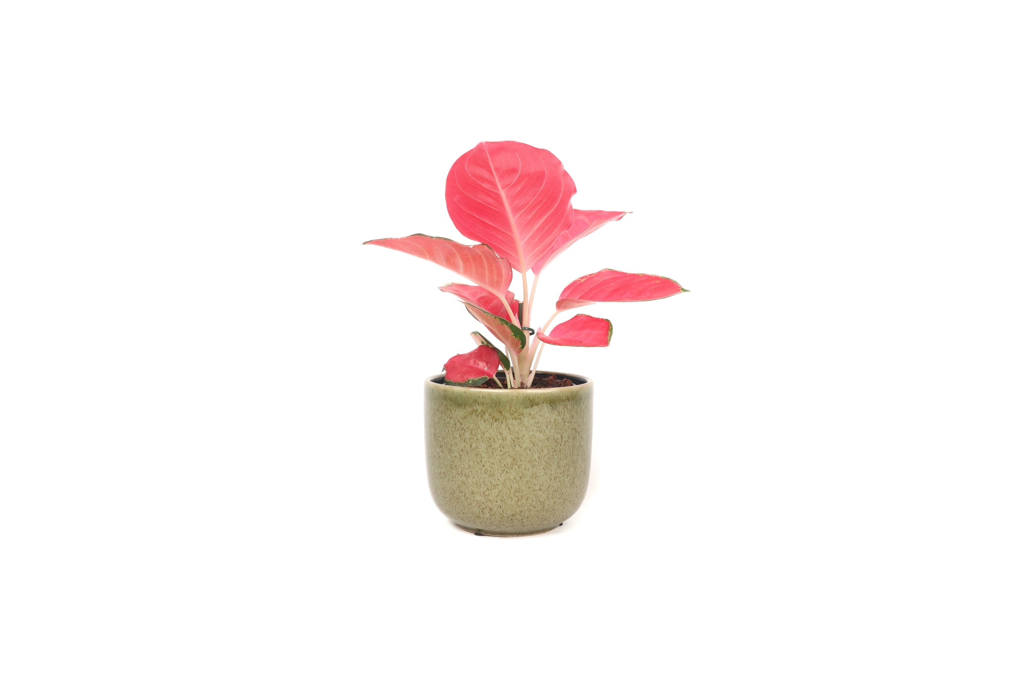 Aglaonema 'China Red'  Conservatory Archives