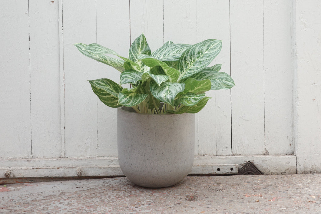 Aglaonema 'Lemon Mint'