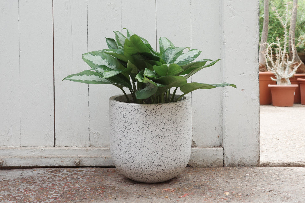 Aglaonema 'Pattaya Beauty'